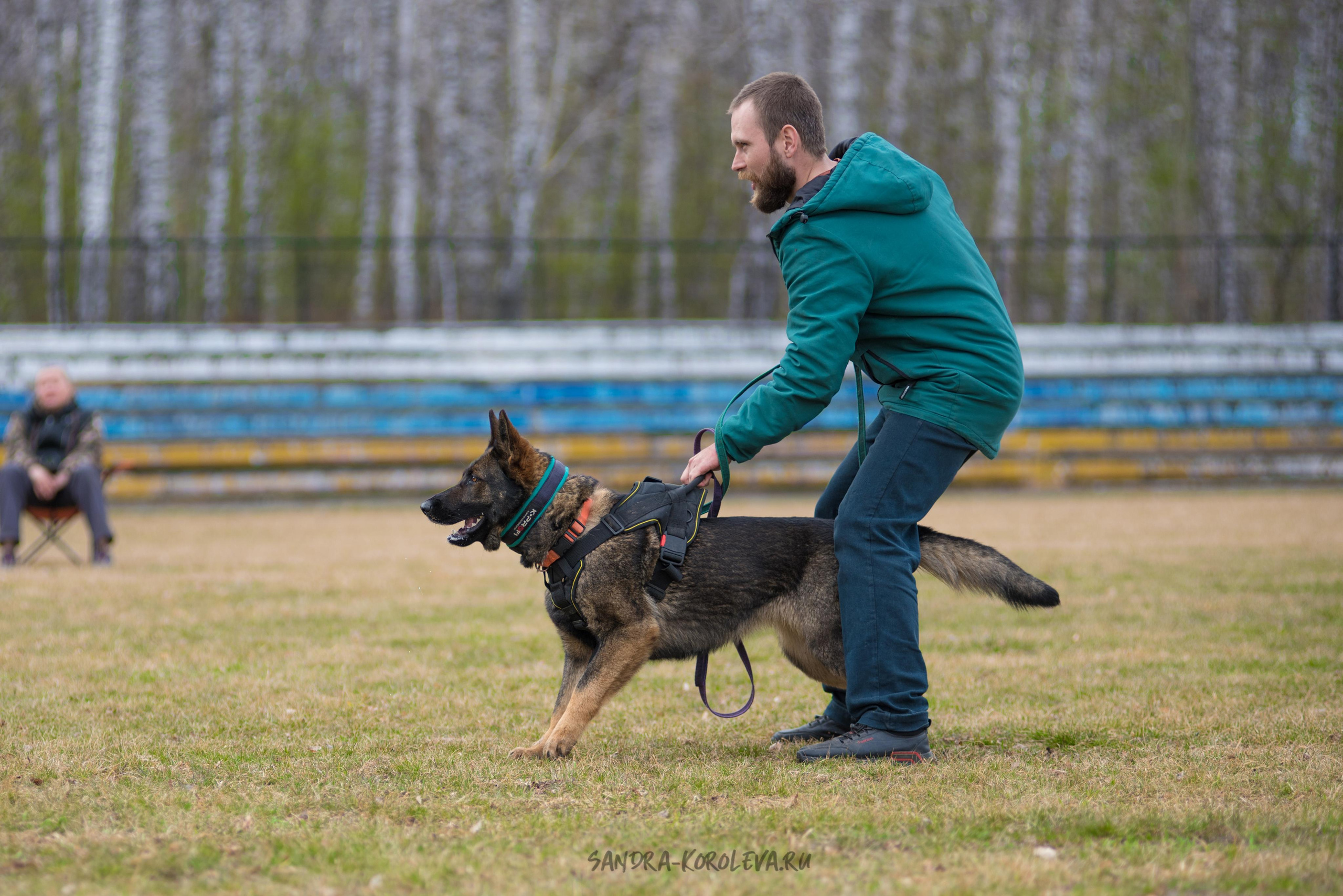 Тренинг с Сергеем Усковым май 2021 г.Тюмень. Дог-фотограф в Тюмени Александра Королева