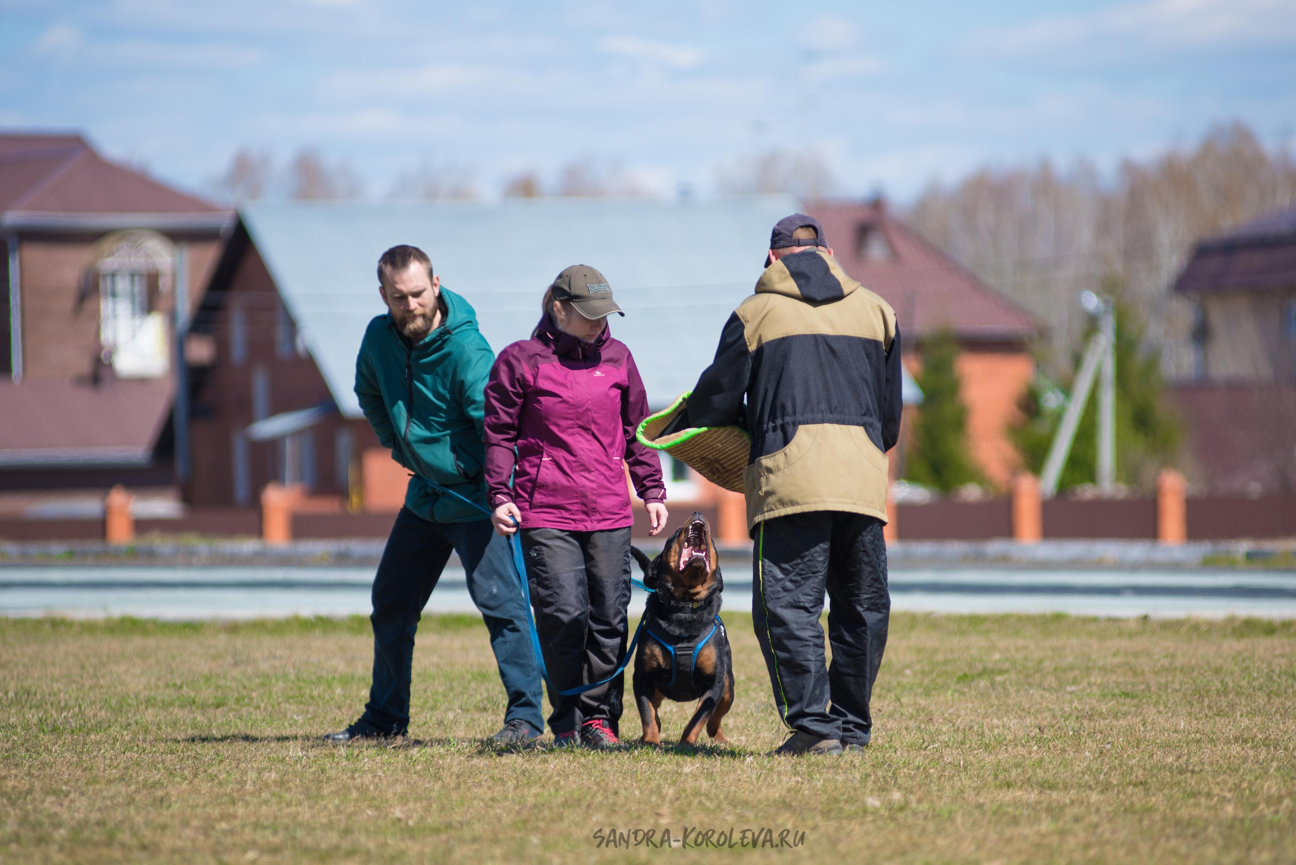 Тренинг с Сергеем Усковым май 2021 г.Тюмень. Дог-фотограф в Тюмени Александра Королева