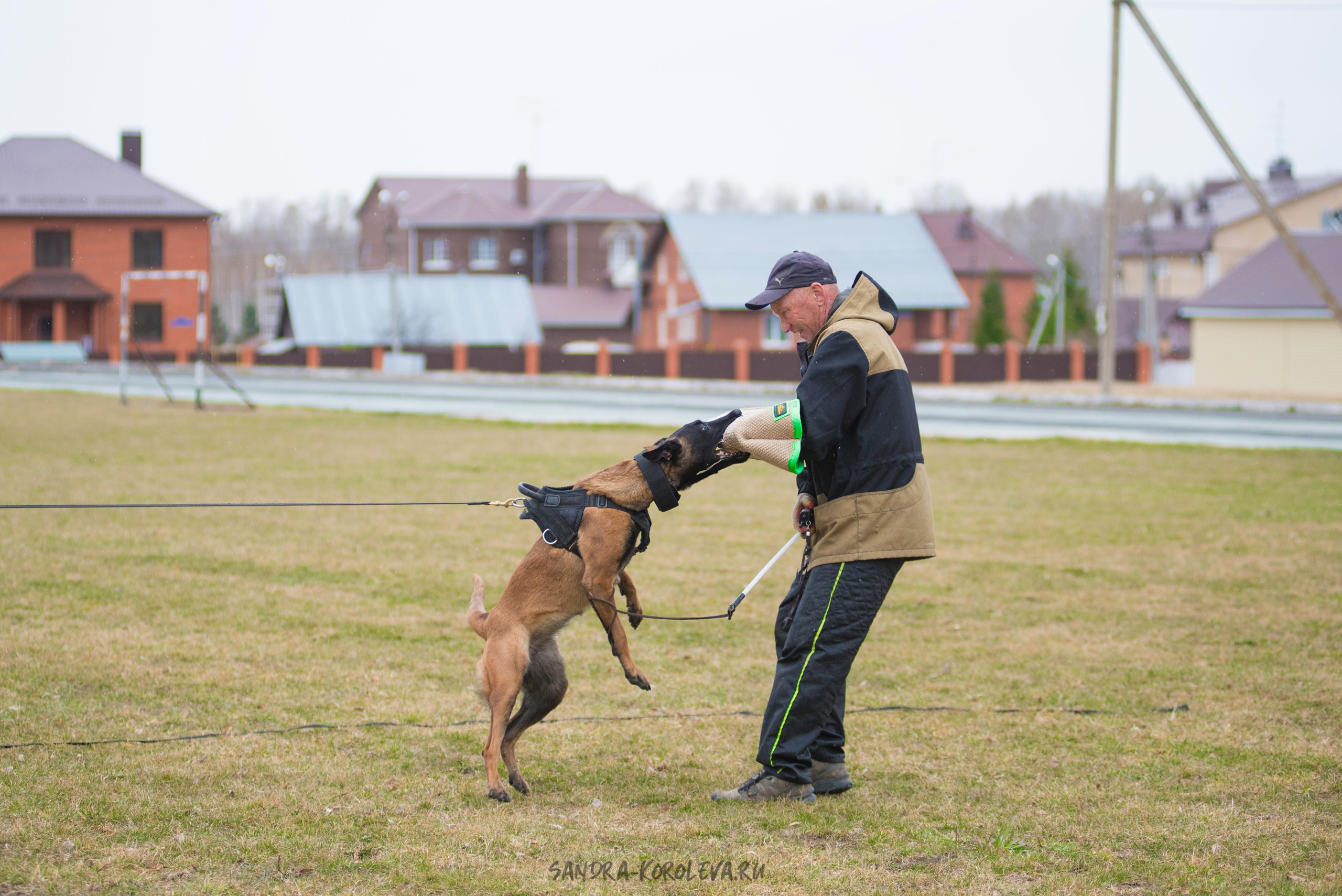 Тренинг с Сергеем Усковым май 2021 г.Тюмень. Дог-фотограф в Тюмени Александра Королева