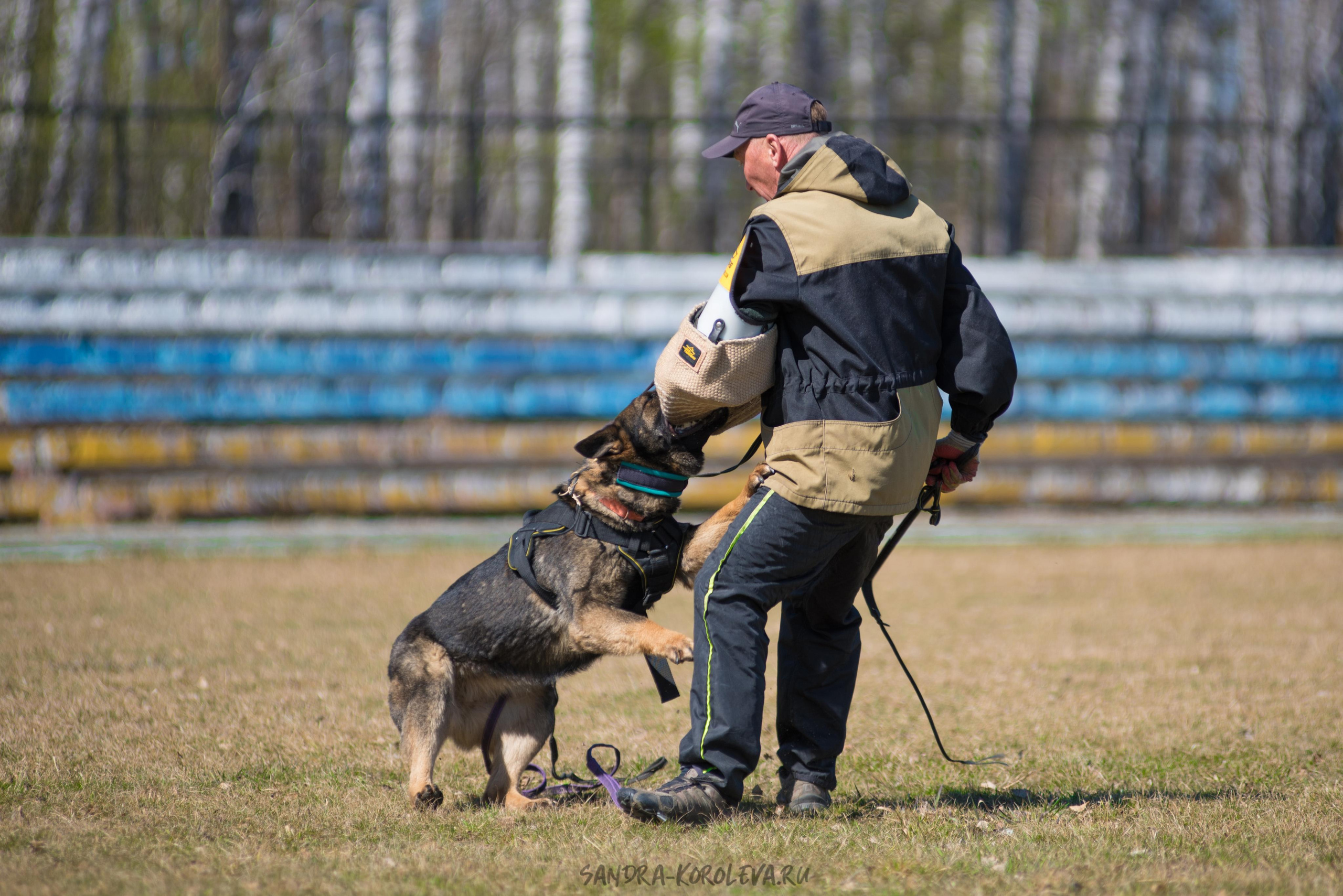 Тренинг с Сергеем Усковым май 2021 г.Тюмень. Дог-фотограф в Тюмени Александра Королева