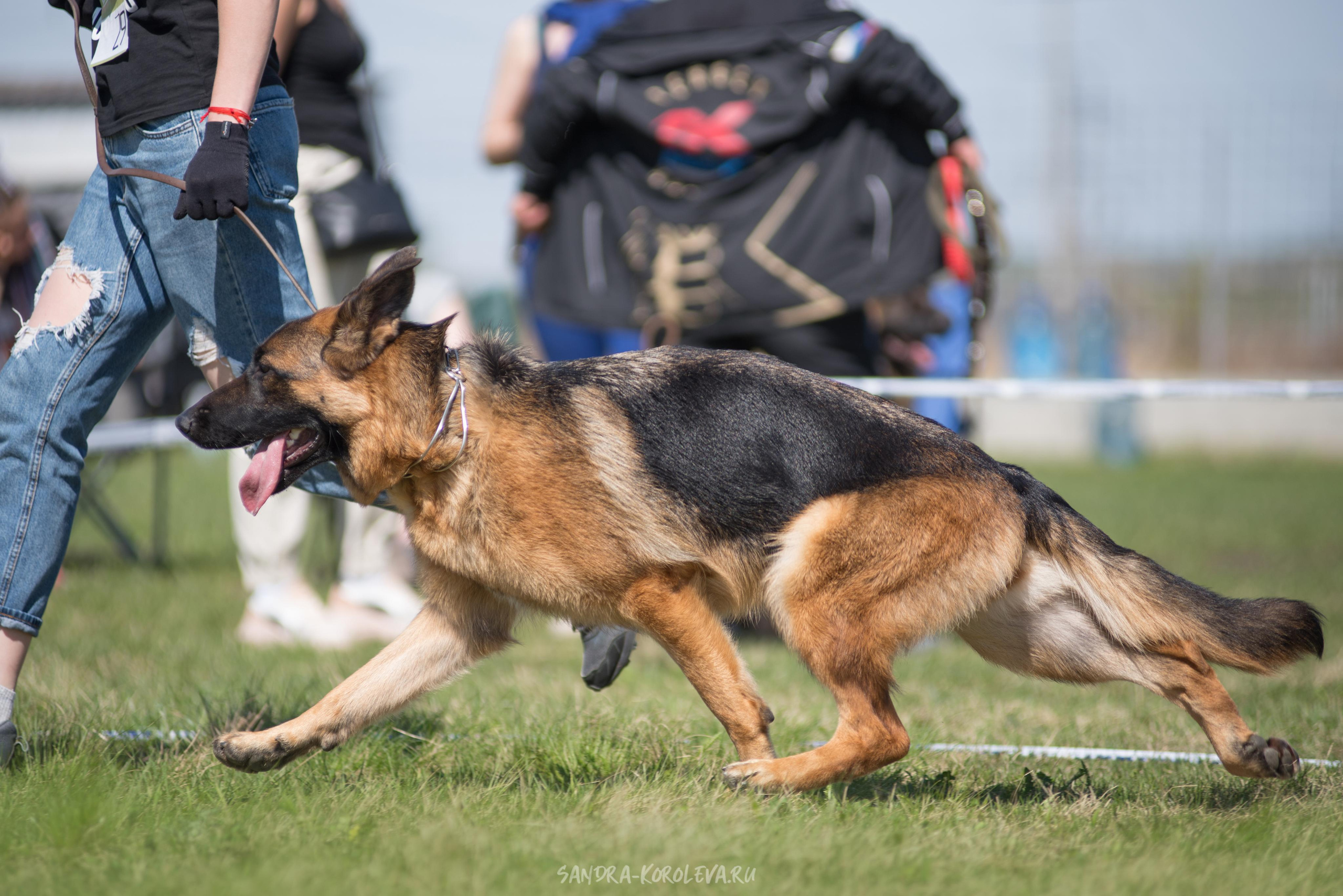 Монопородная выставка немецких овчарок 8 мая г. Челябинск. Дог-фотограф в Тюмени Александра Королева