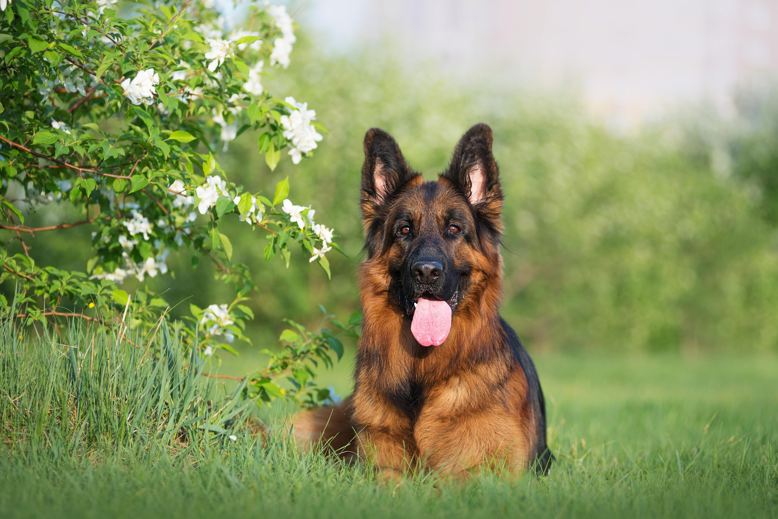 Немецкая овчарка Штерн Рэджен Маэстро. Дог-фотограф в Тюмени Александра Королева