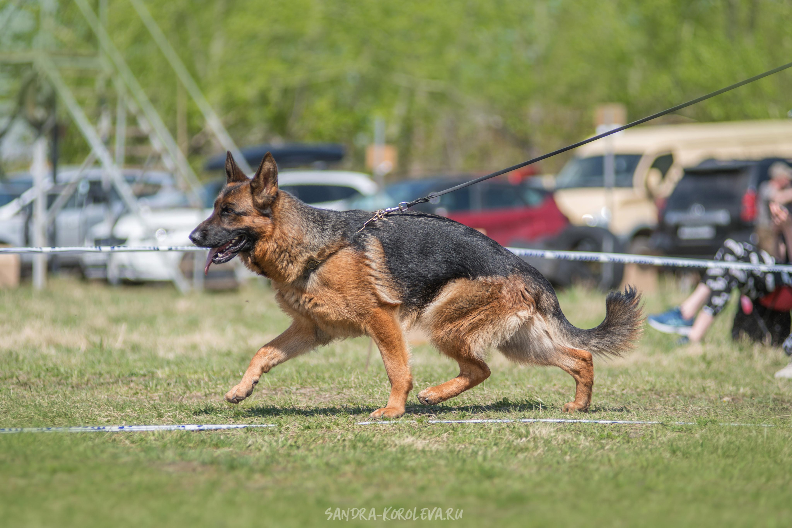 Монопородная выставка немецких овчарок 8 мая г. Челябинск. Дог-фотограф в Тюмени Александра Королева