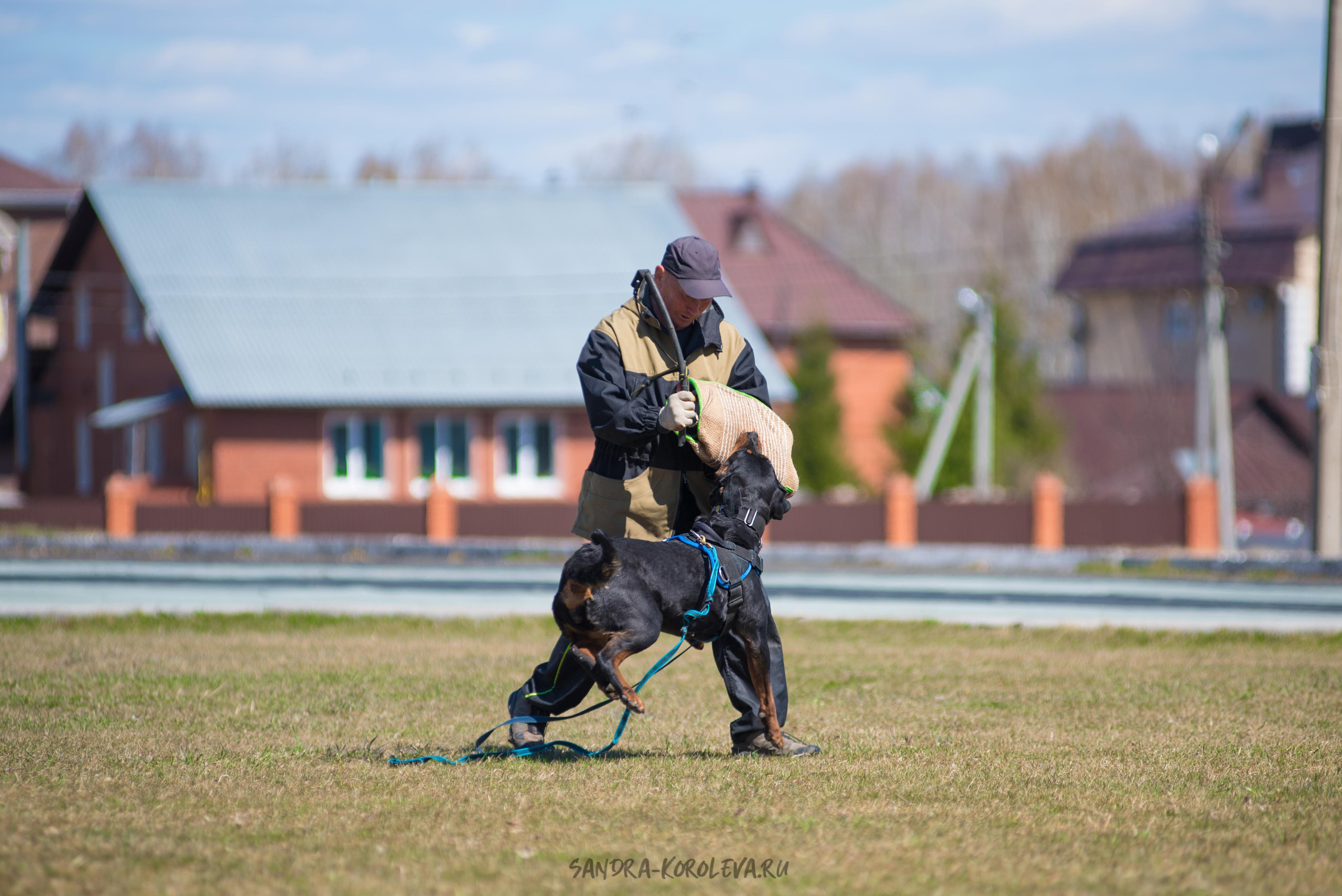 Тренинг с Сергеем Усковым май 2021 г.Тюмень. Дог-фотограф в Тюмени Александра Королева