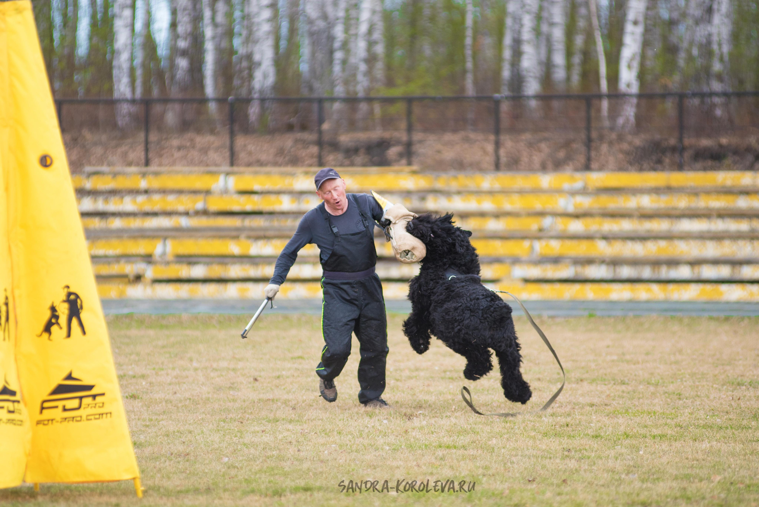 Тренинг с Сергеем Усковым май 2021 г.Тюмень. Дог-фотограф в Тюмени Александра Королева