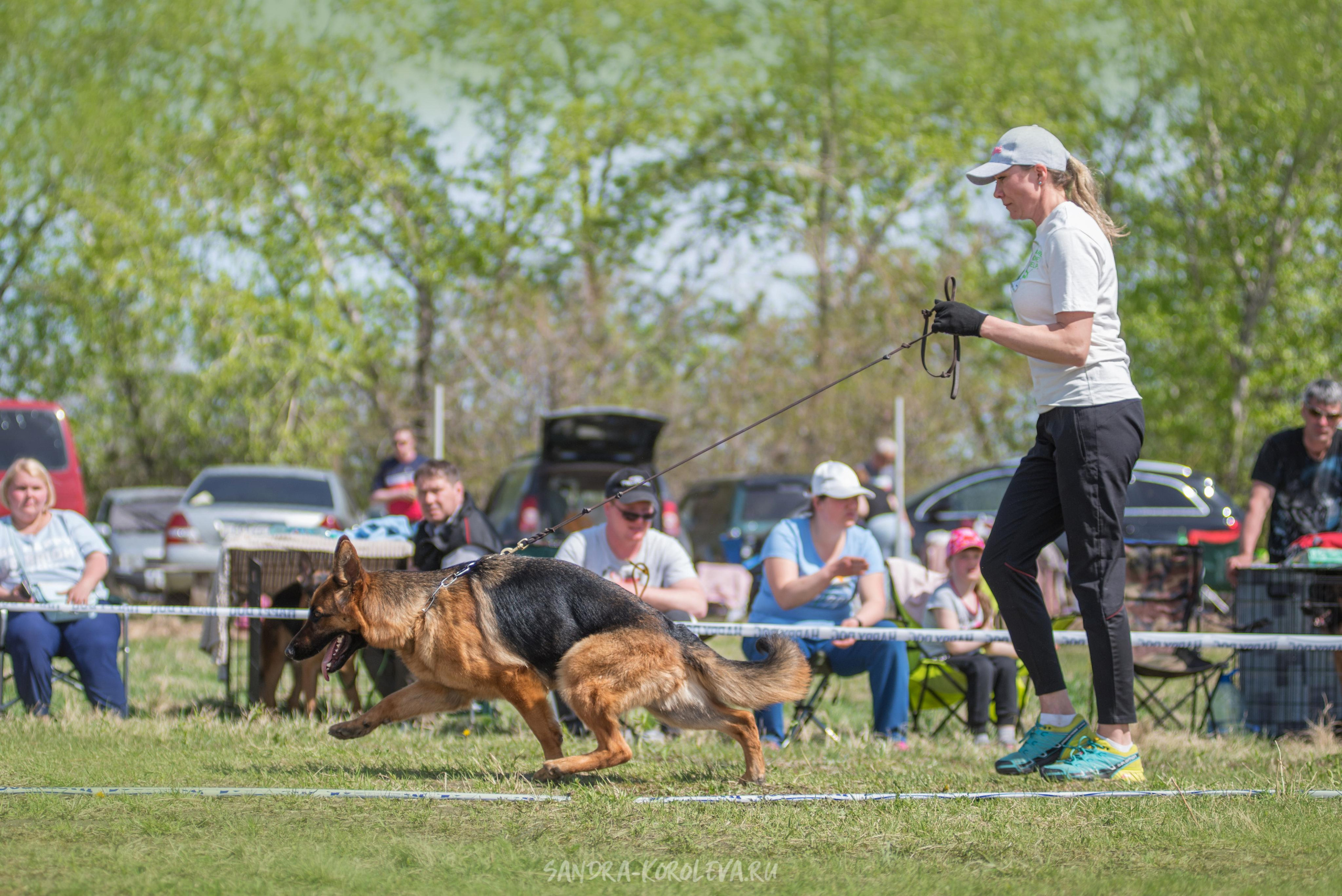 Монопородная выставка немецких овчарок 8 мая г. Челябинск. Дог-фотограф в Тюмени Александра Королева