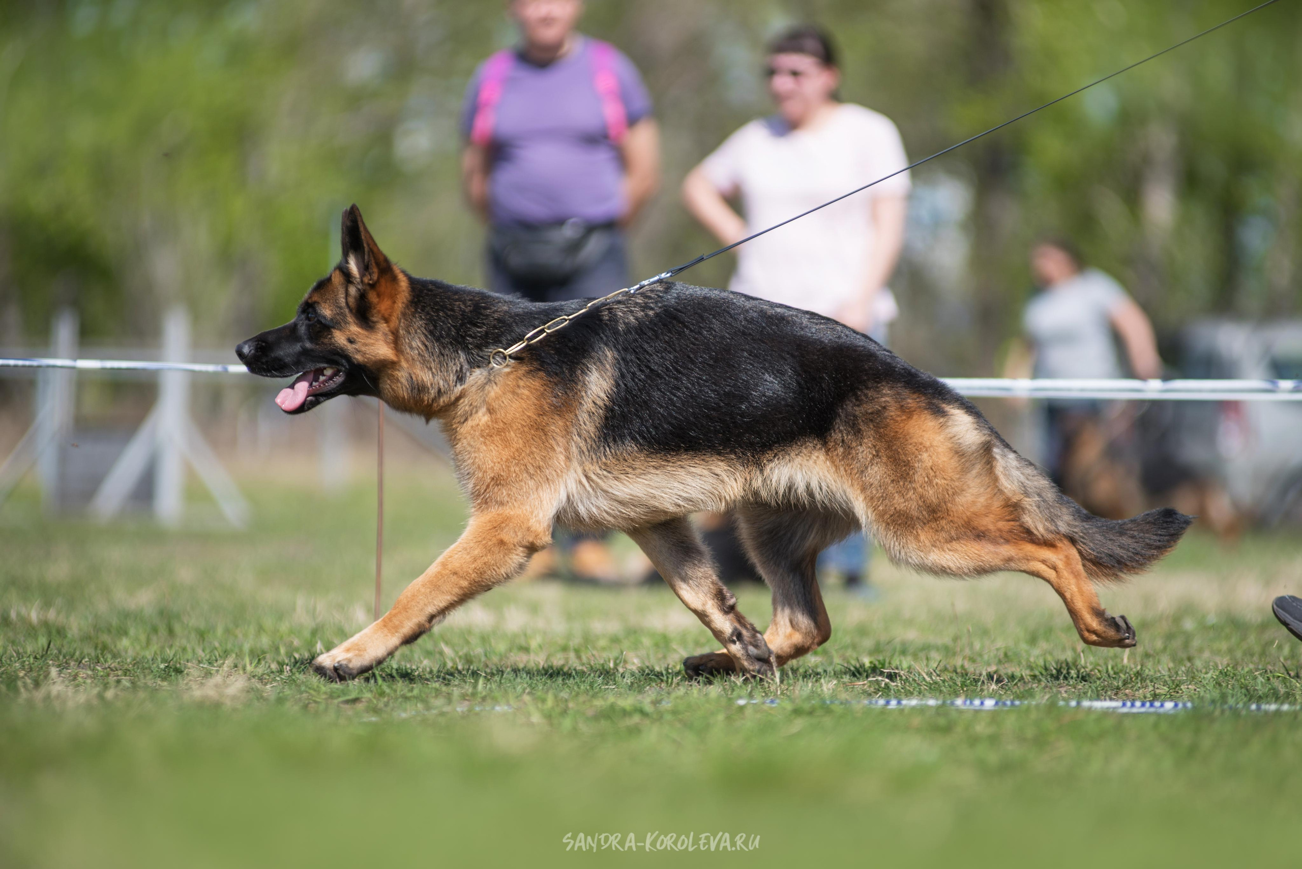 Монопородная выставка немецких овчарок 8 мая г. Челябинск. Дог-фотограф в Тюмени Александра Королева
