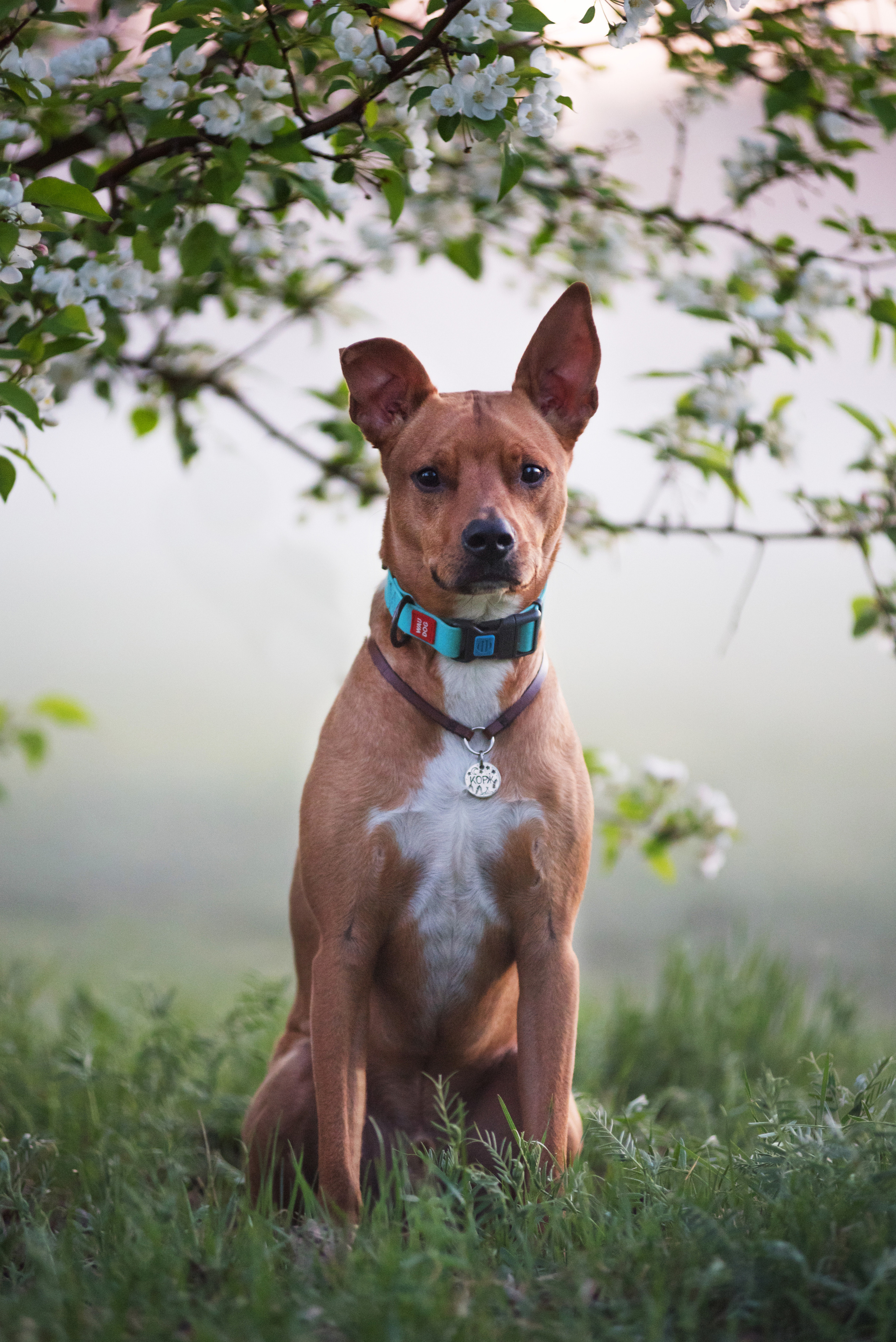 Лиза, Буня и Корж. Весна цветущая. Дог-фотограф в Тюмени Александра Королева