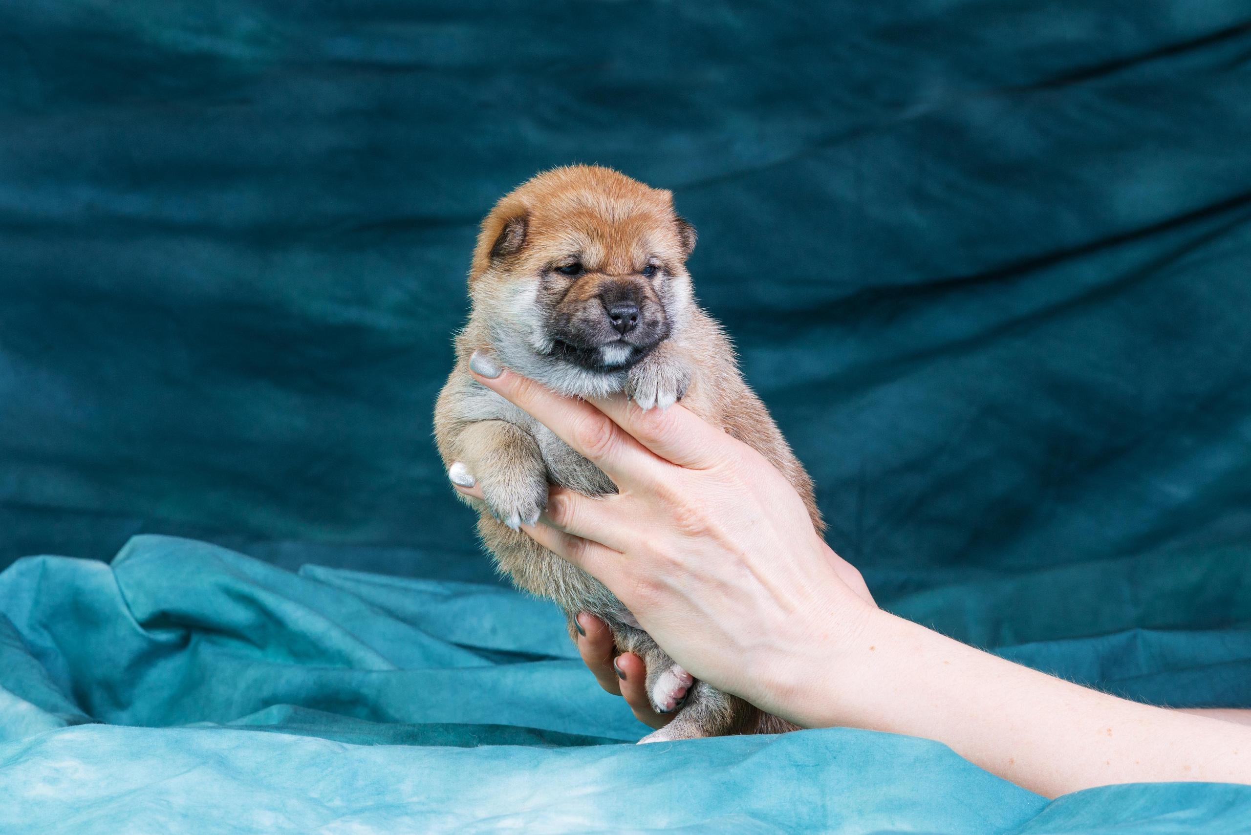 Маленькие сибы <3. Дог-фотограф в Тюмени Александра Королева