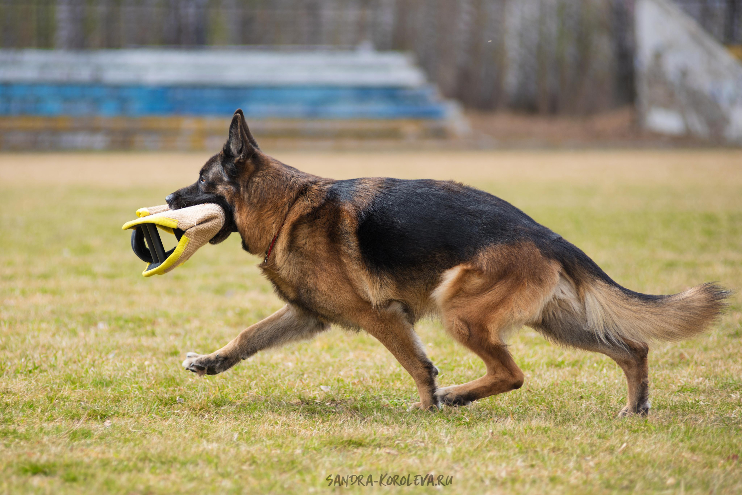 Тренинг с Сергеем Усковым май 2021 г.Тюмень. Дог-фотограф в Тюмени Александра Королева