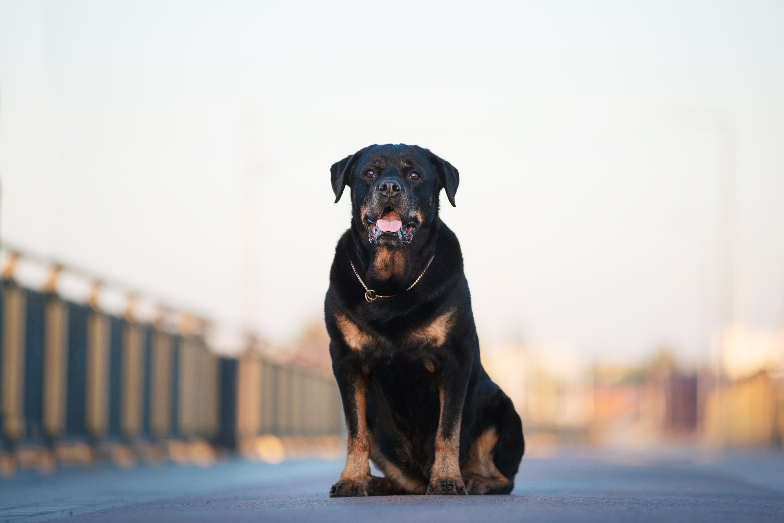 Лиза, Буня и Корж. Весна цветущая. Дог-фотограф в Тюмени Александра Королева