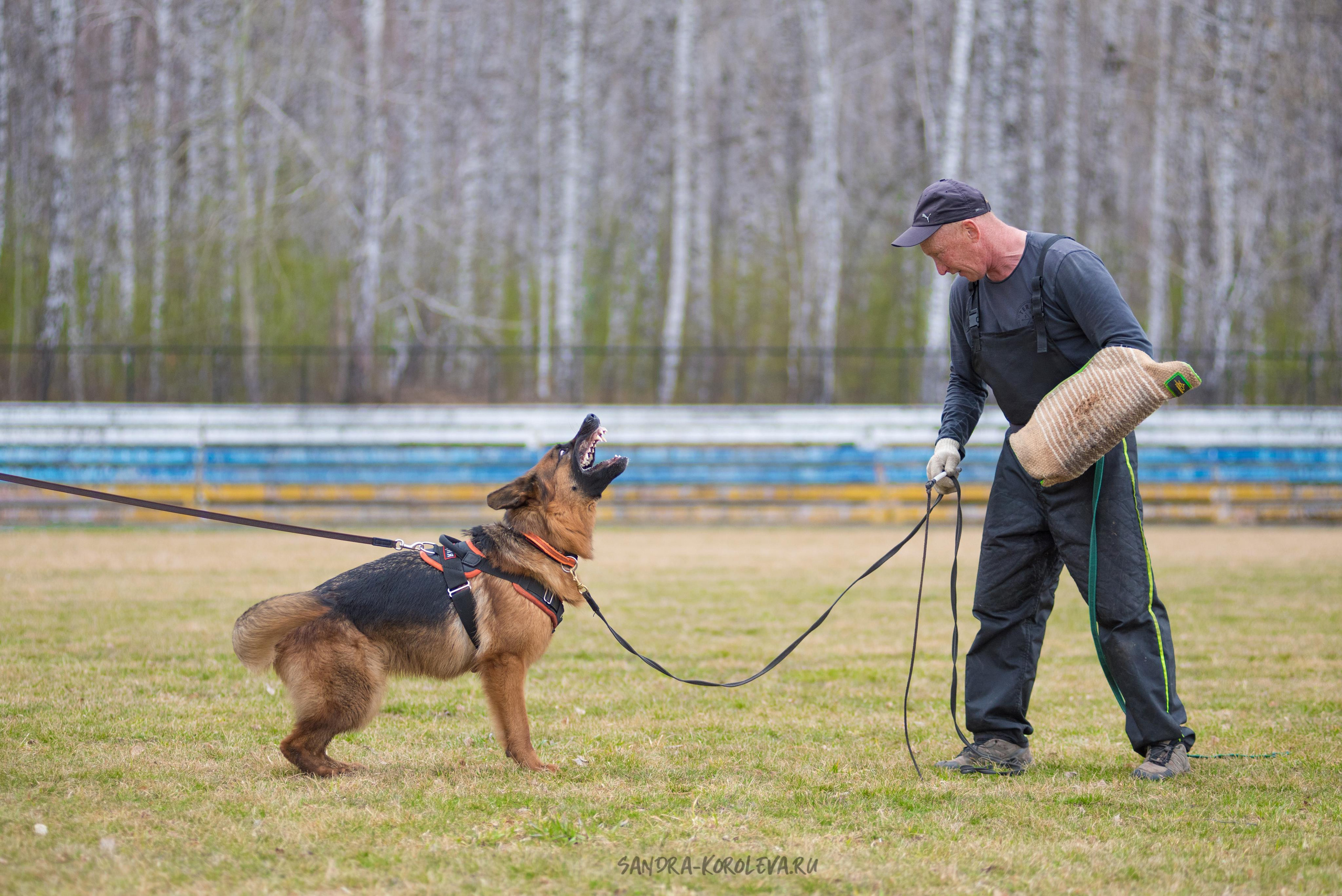 Тренинг с Сергеем Усковым май 2021 г.Тюмень. Дог-фотограф в Тюмени Александра Королева
