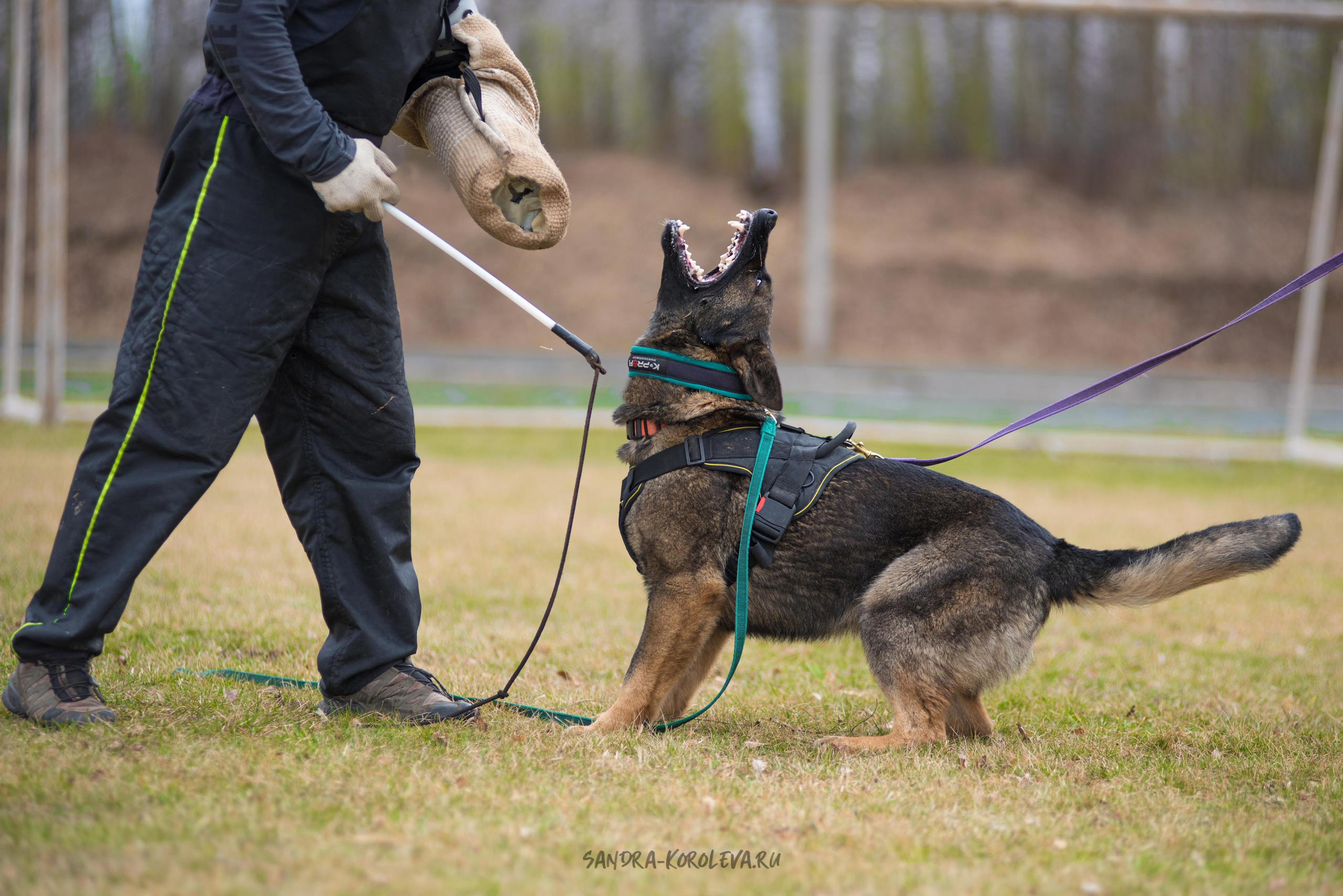 Тренинг с Сергеем Усковым май 2021 г.Тюмень. Дог-фотограф в Тюмени Александра Королева