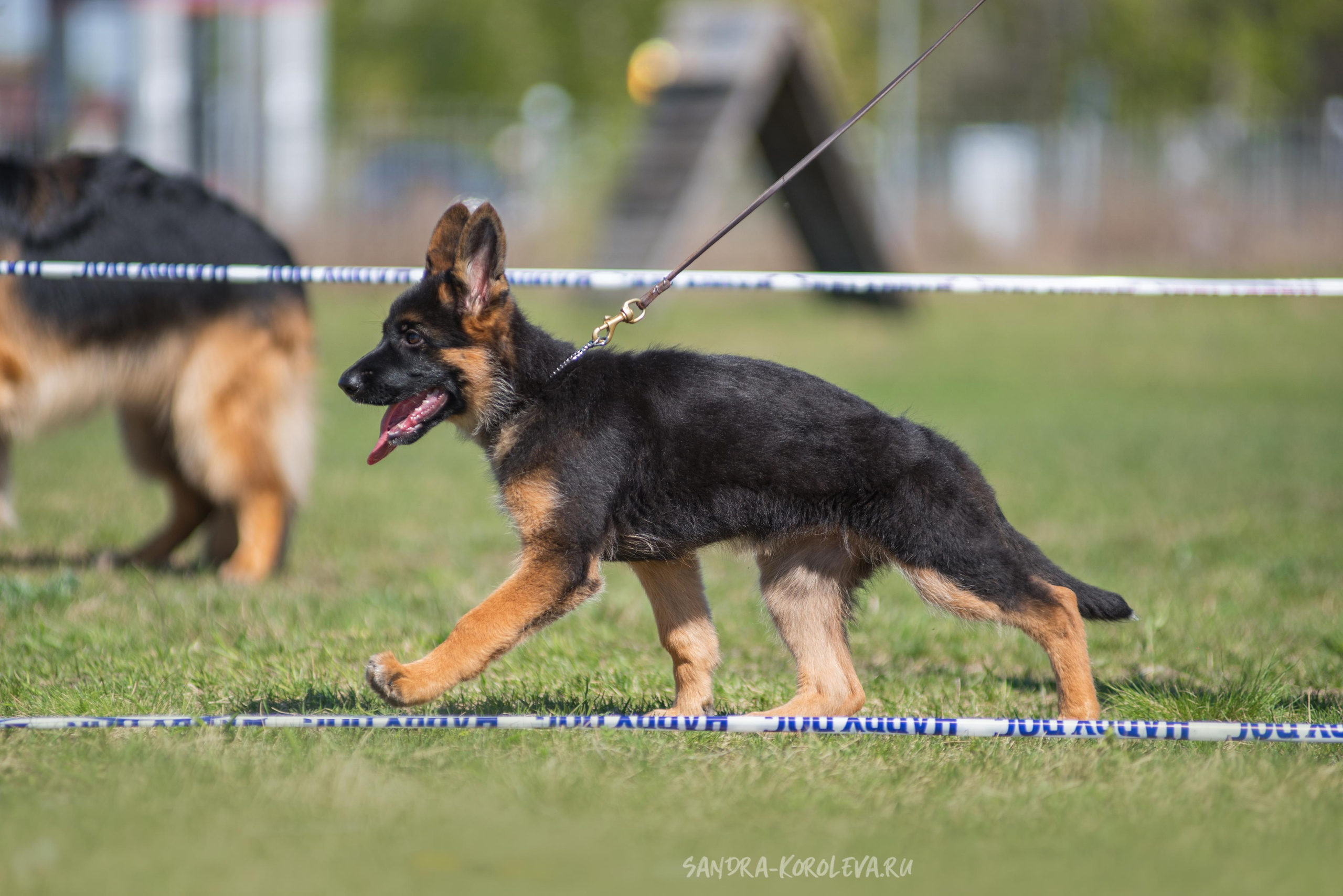 Монопородная выставка немецких овчарок 8 мая г. Челябинск. Дог-фотограф в Тюмени Александра Королева