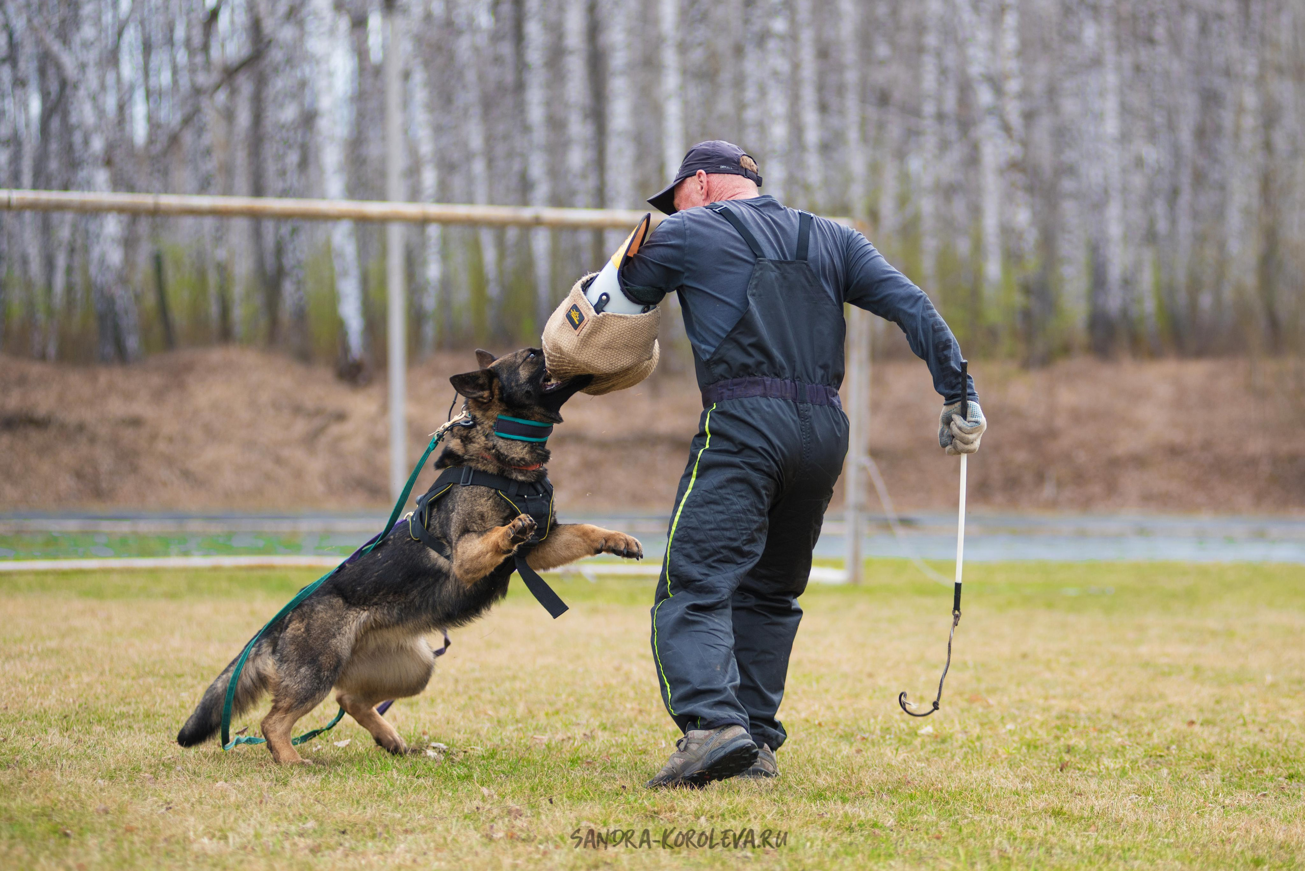 Тренинг с Сергеем Усковым май 2021 г.Тюмень. Дог-фотограф в Тюмени Александра Королева