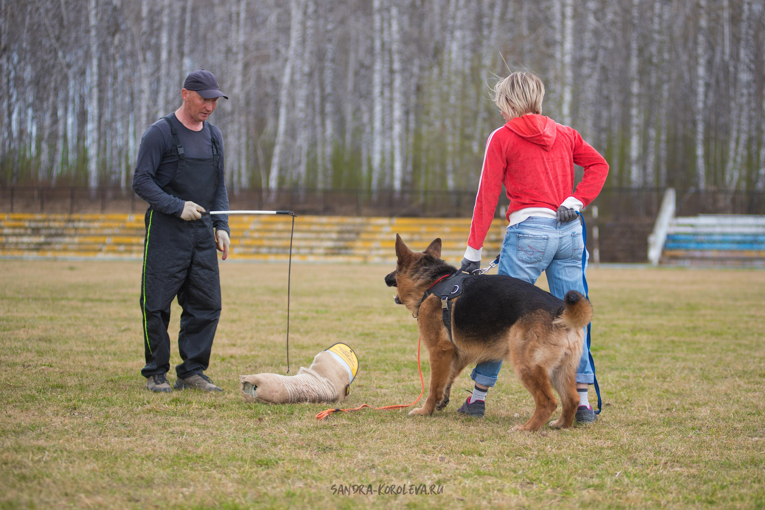 Тренинг с Сергеем Усковым май 2021 г.Тюмень. Дог-фотограф в Тюмени Александра Королева