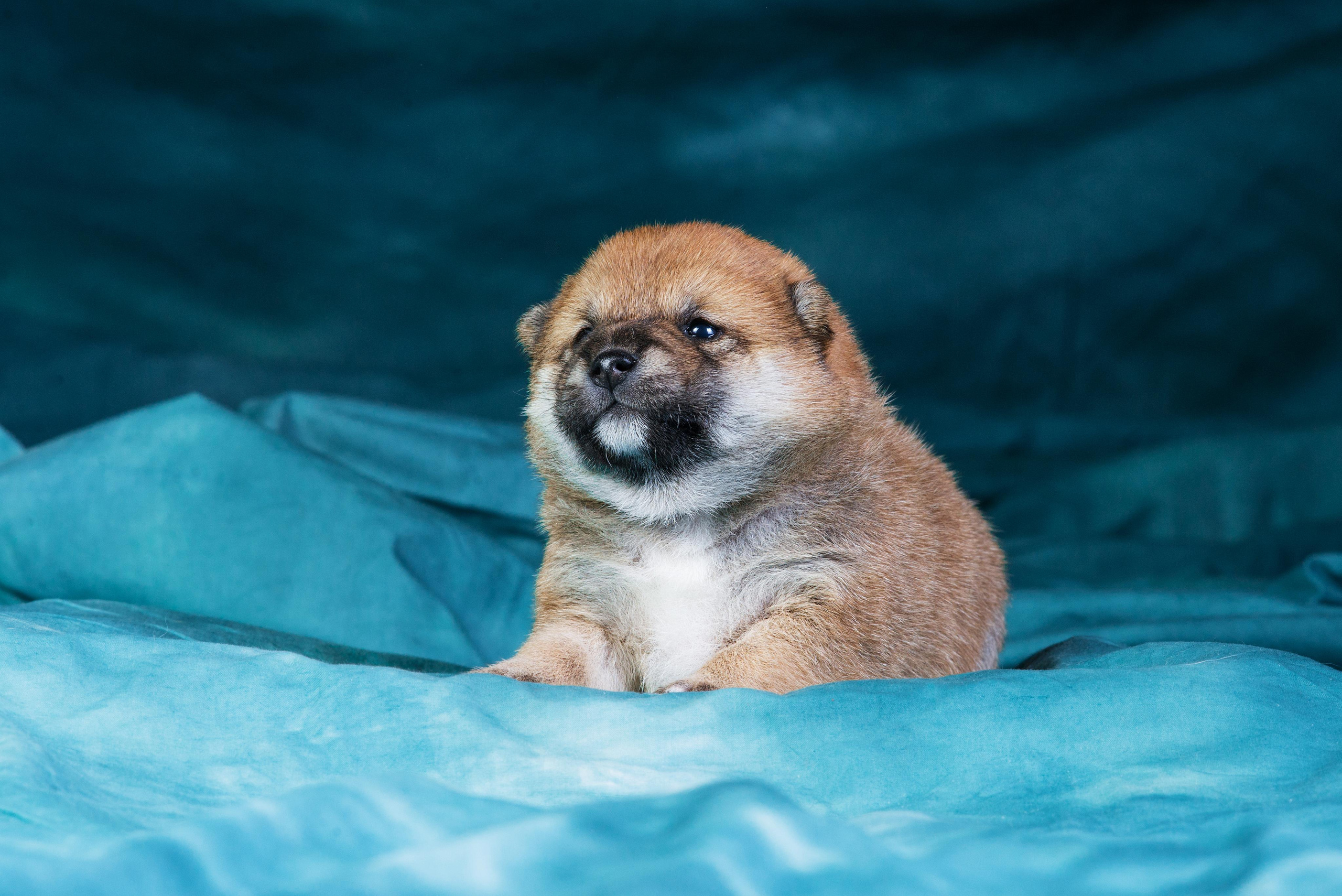 Маленькие сибы <3. Дог-фотограф в Тюмени Александра Королева