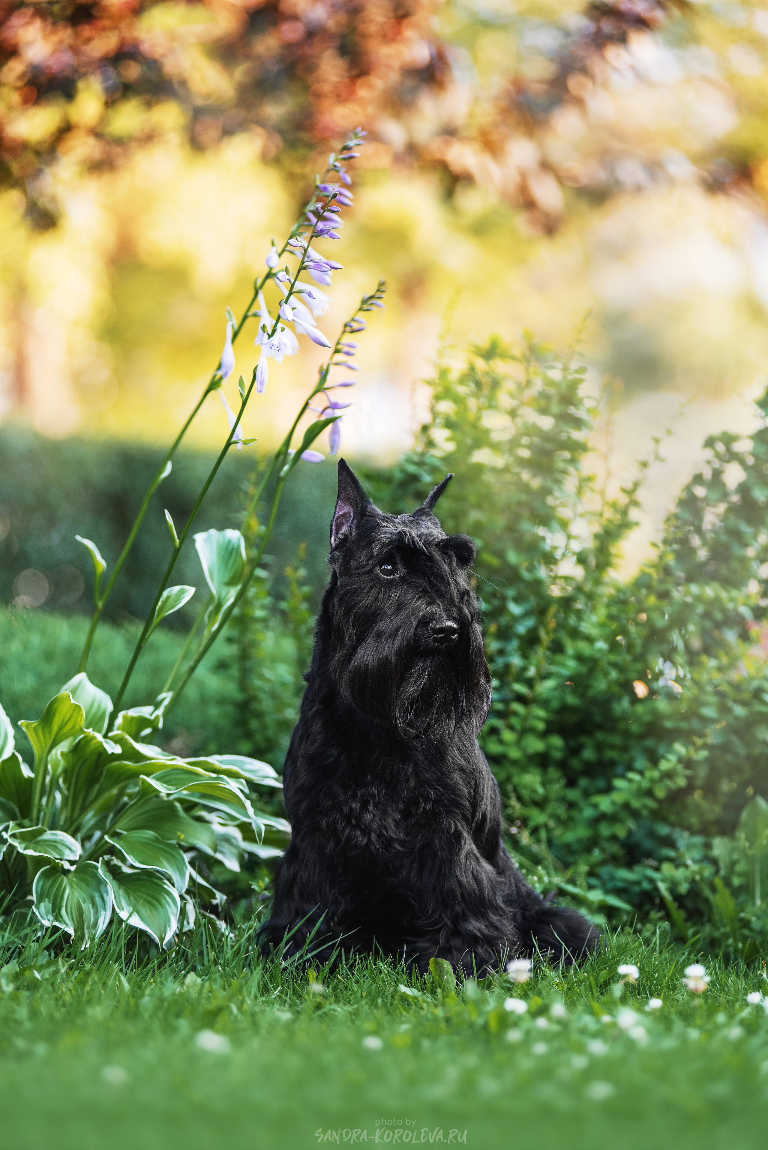 Цвергшнауцер. Дог-фотограф в Тюмени Александра Королева