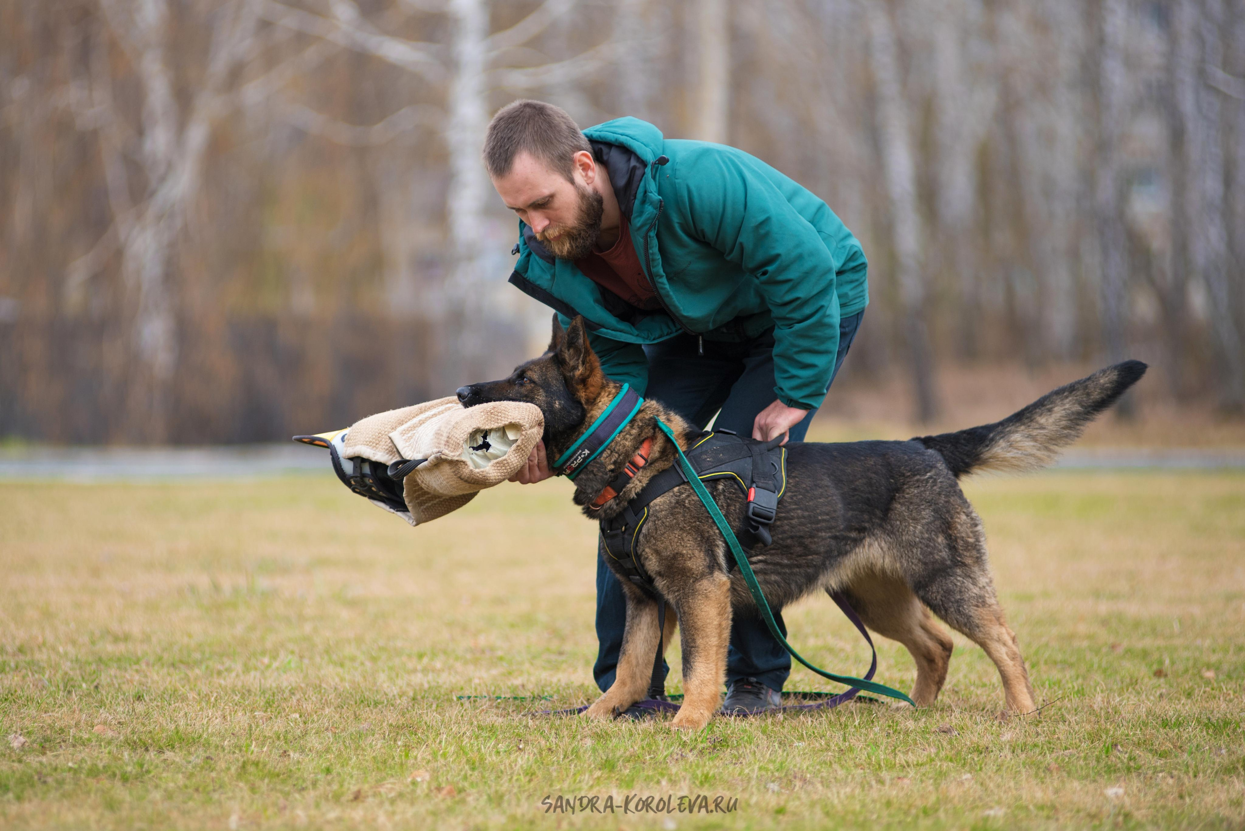 Тренинг с Сергеем Усковым май 2021 г.Тюмень. Дог-фотограф в Тюмени Александра Королева