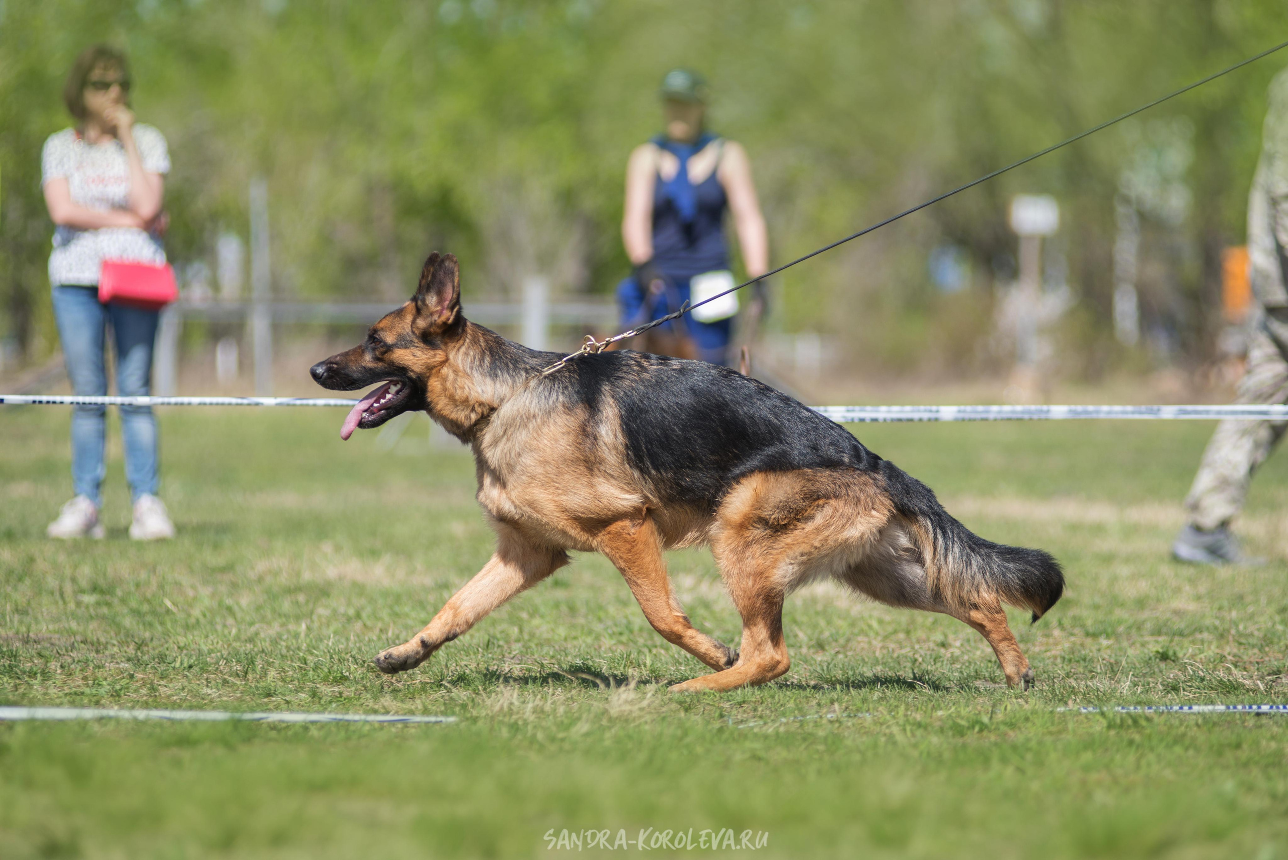 Монопородная выставка немецких овчарок 8 мая г. Челябинск. Дог-фотограф в Тюмени Александра Королева