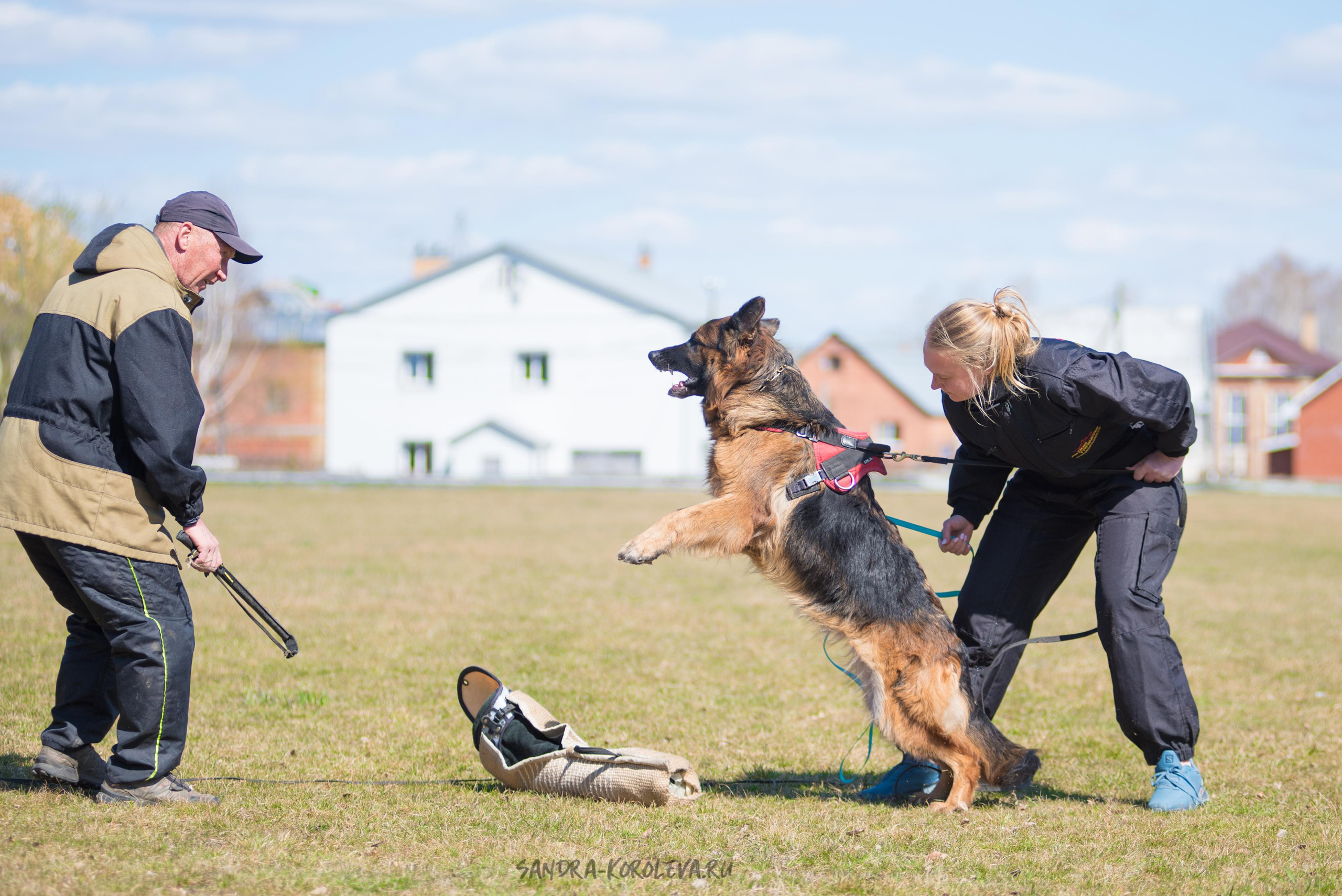 Тренинг с Сергеем Усковым май 2021 г.Тюмень. Дог-фотограф в Тюмени Александра Королева