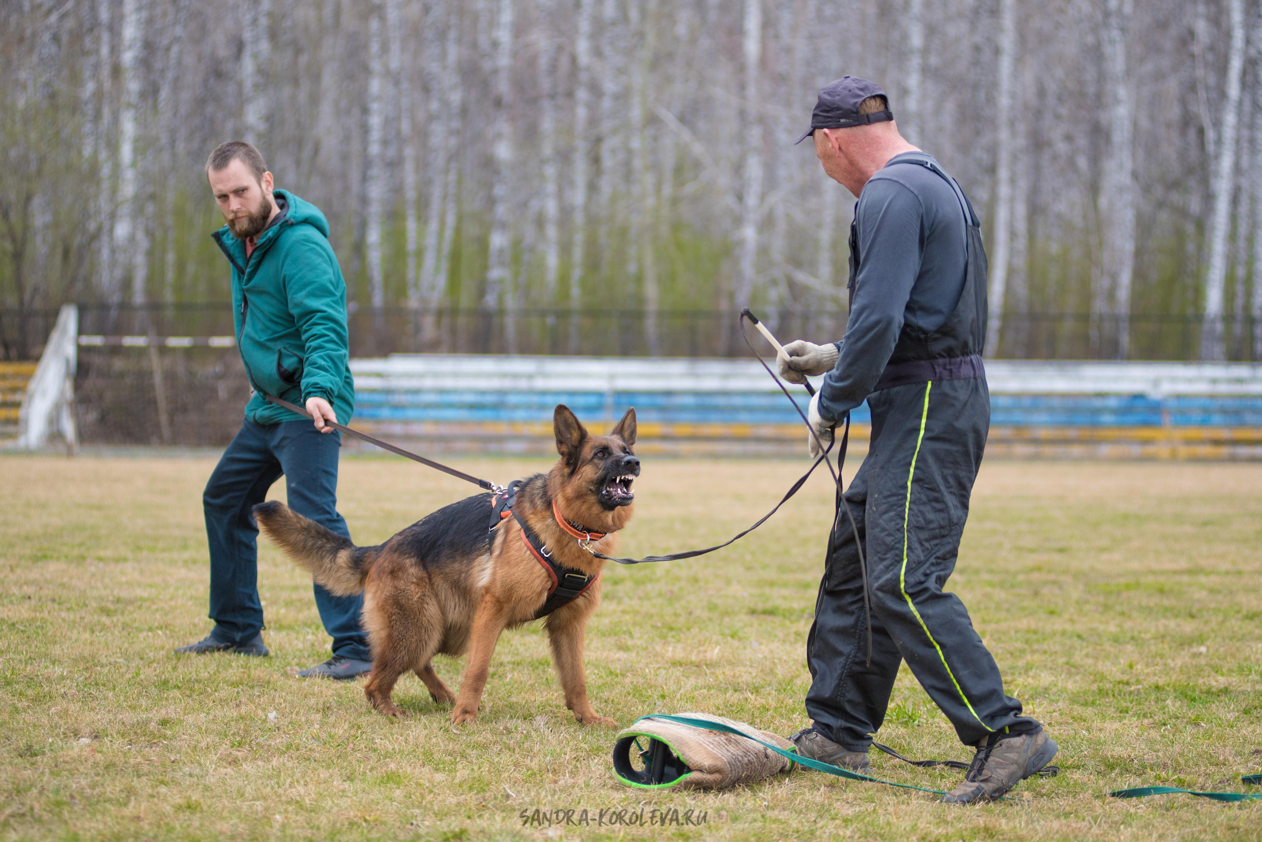 Тренинг с Сергеем Усковым май 2021 г.Тюмень. Дог-фотограф в Тюмени Александра Королева
