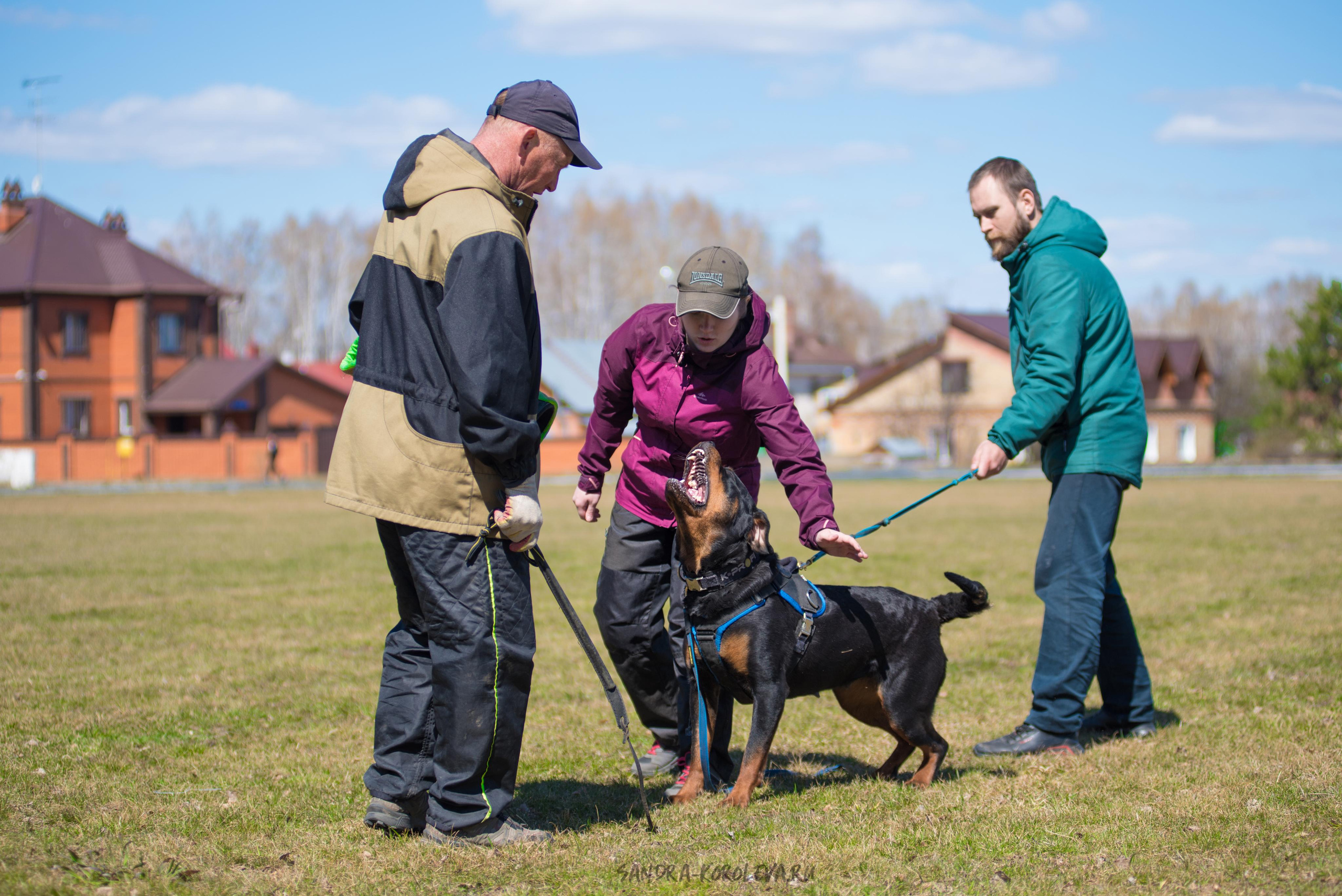 Тренинг с Сергеем Усковым май 2021 г.Тюмень. Дог-фотограф в Тюмени Александра Королева