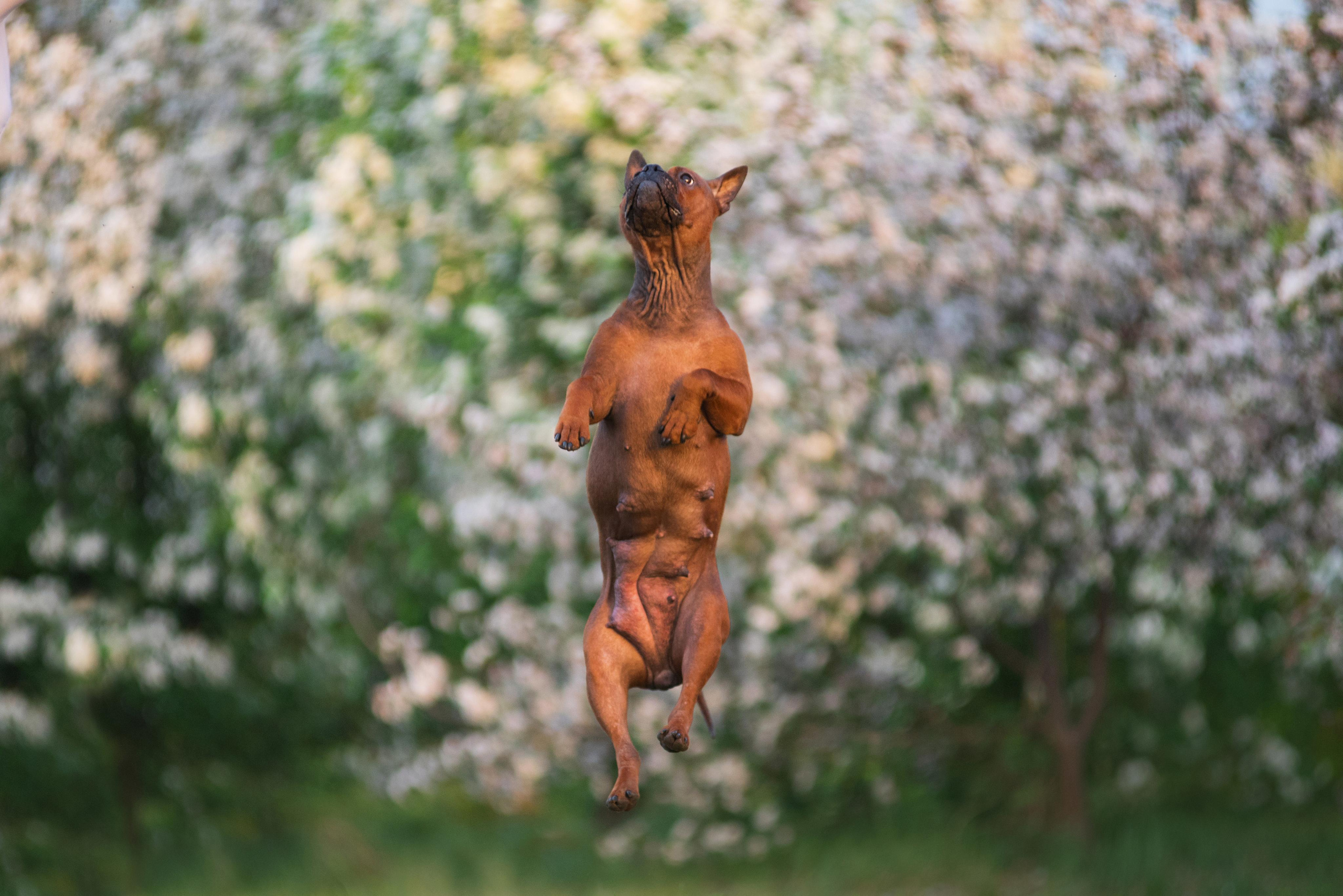 Тюменские чунцины Лева и Лисса. Дог-фотограф в Тюмени Александра Королева