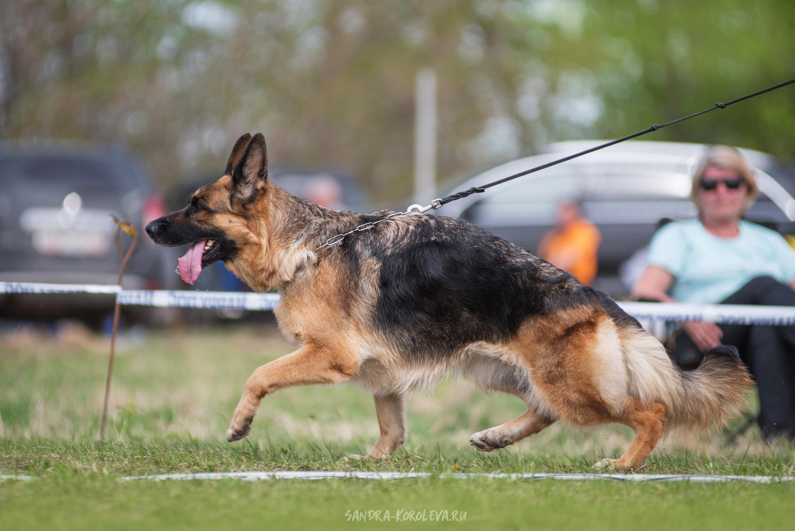 Монопородная выставка немецких овчарок 8 мая г. Челябинск. Дог-фотограф в Тюмени Александра Королева