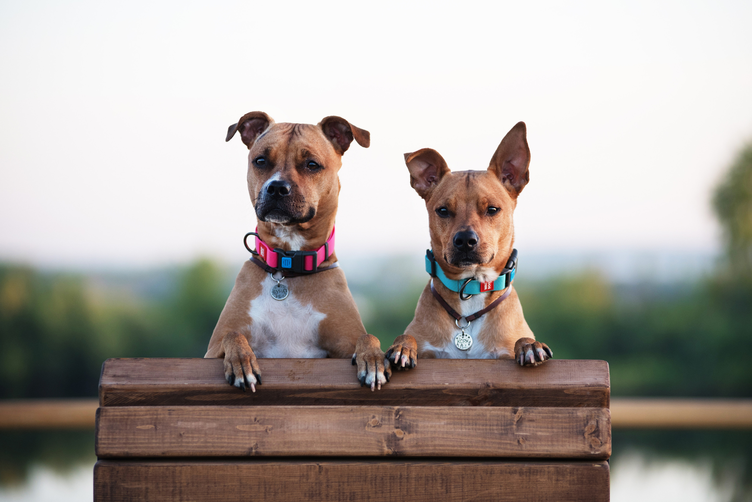 Лиза, Буня и Корж. Весна цветущая. Дог-фотограф в Тюмени Александра Королева