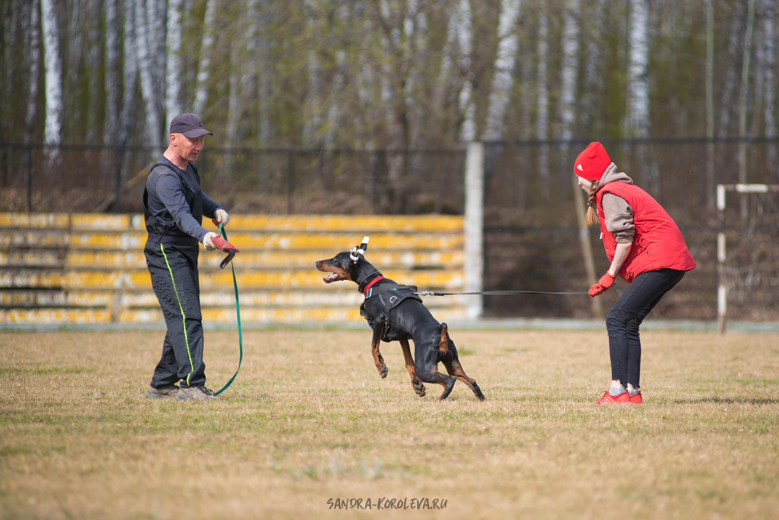 Тренинг с Сергеем Усковым май 2021 г.Тюмень. Дог-фотограф в Тюмени Александра Королева