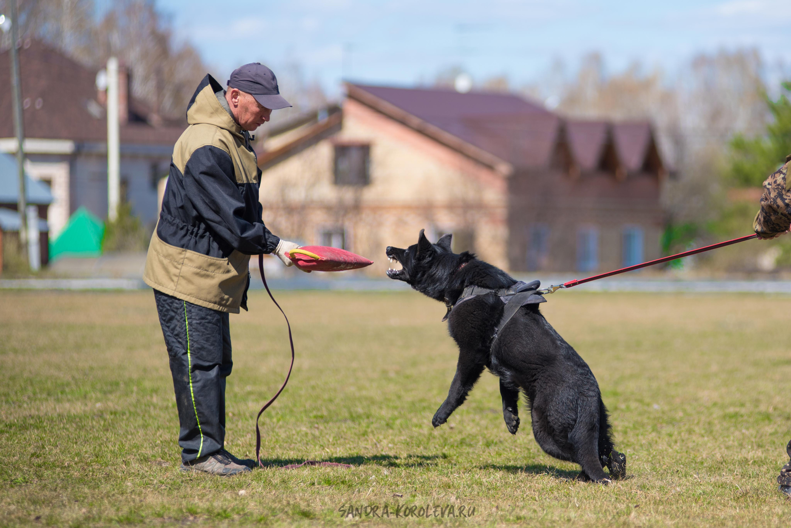 Тренинг с Сергеем Усковым май 2021 г.Тюмень. Дог-фотограф в Тюмени Александра Королева