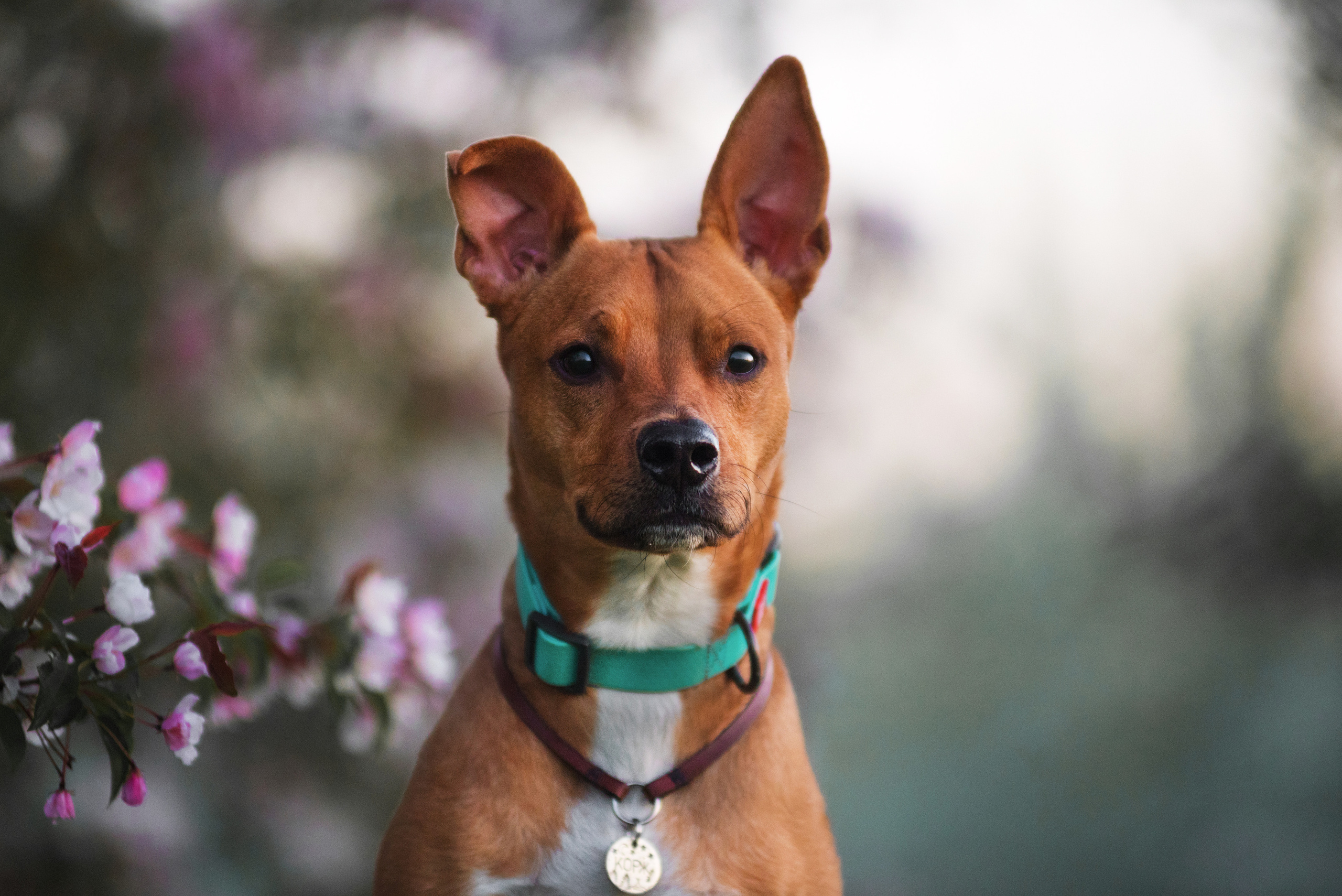 Лиза, Буня и Корж. Весна цветущая. Дог-фотограф в Тюмени Александра Королева