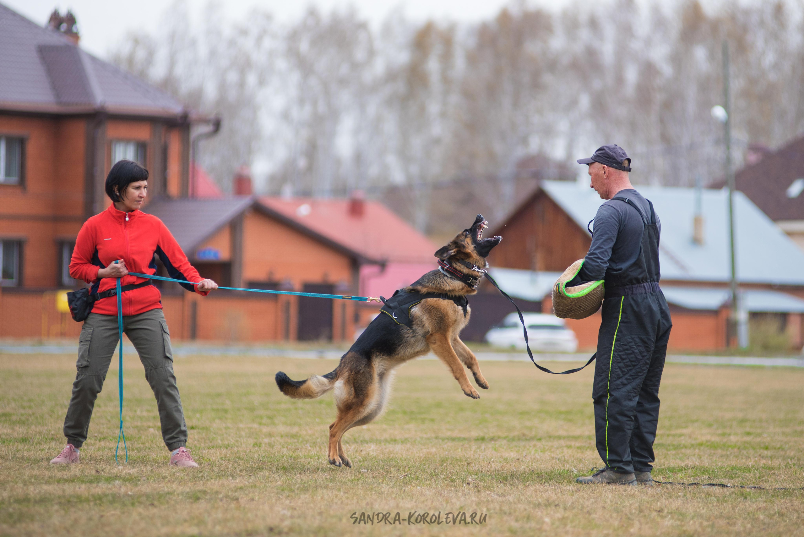 Тренинг с Сергеем Усковым май 2021 г.Тюмень. Дог-фотограф в Тюмени Александра Королева