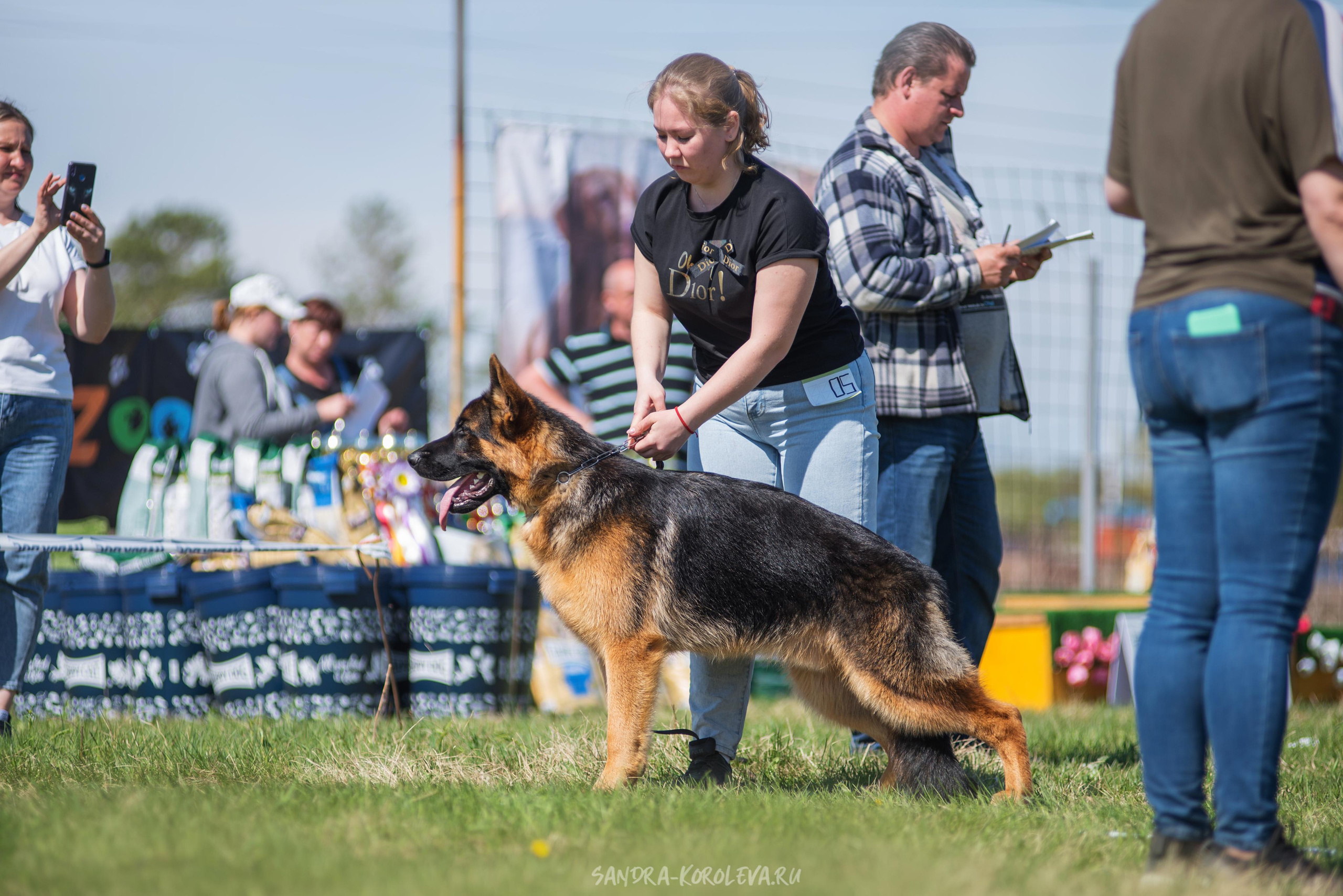Монопородная выставка немецких овчарок 8 мая г. Челябинск. Дог-фотограф в Тюмени Александра Королева