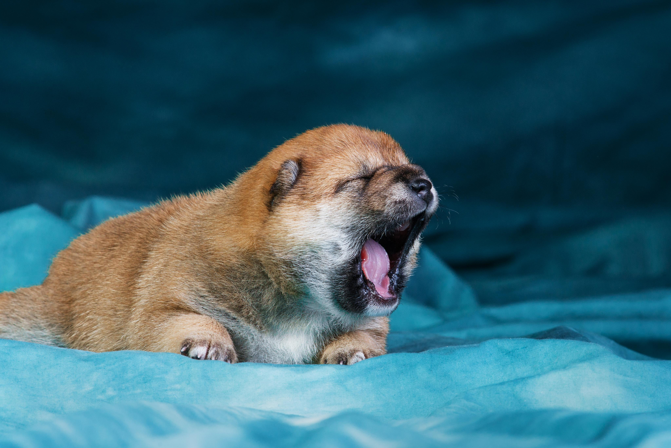Маленькие сибы <3. Дог-фотограф в Тюмени Александра Королева