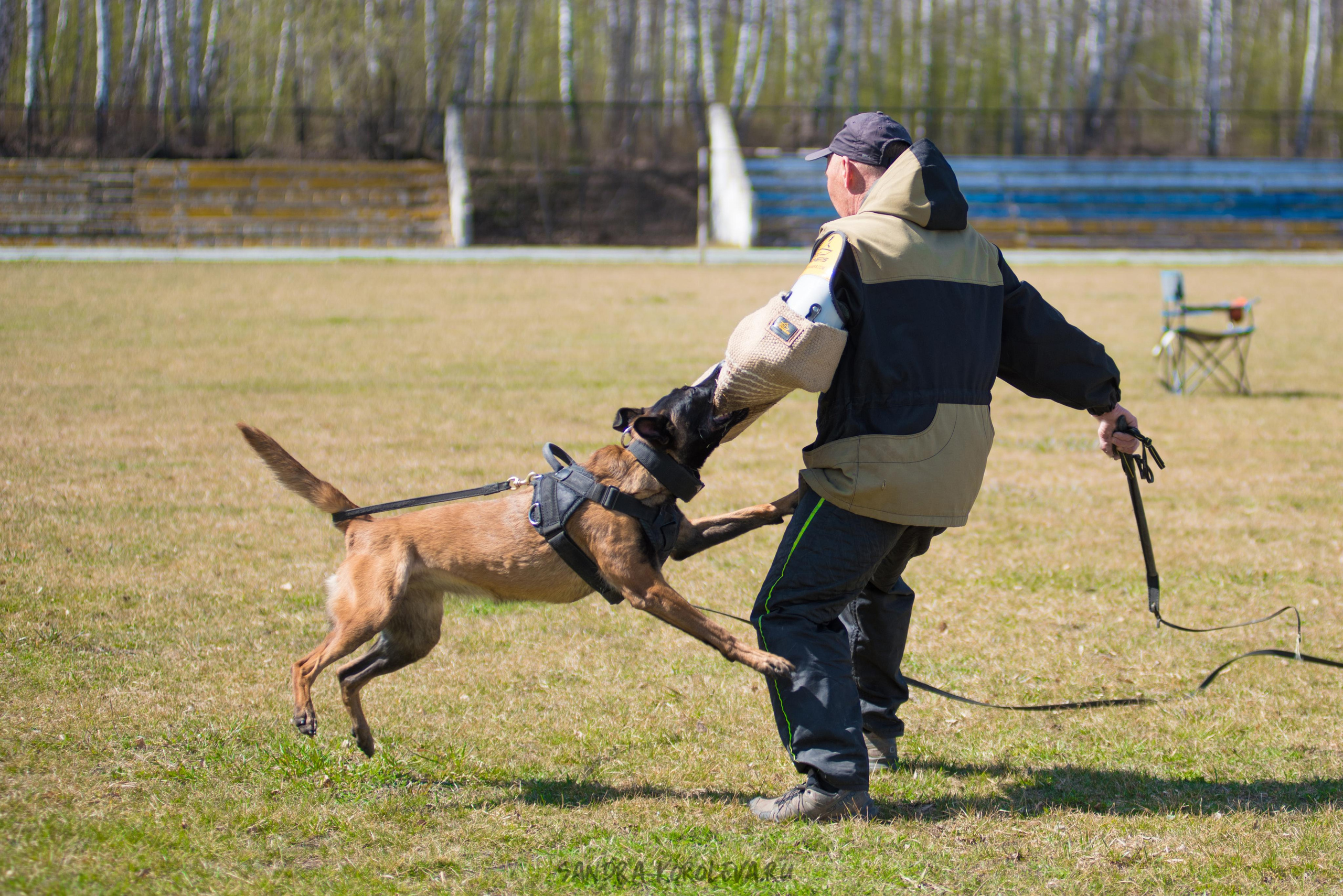 Тренинг с Сергеем Усковым май 2021 г.Тюмень. Дог-фотограф в Тюмени Александра Королева