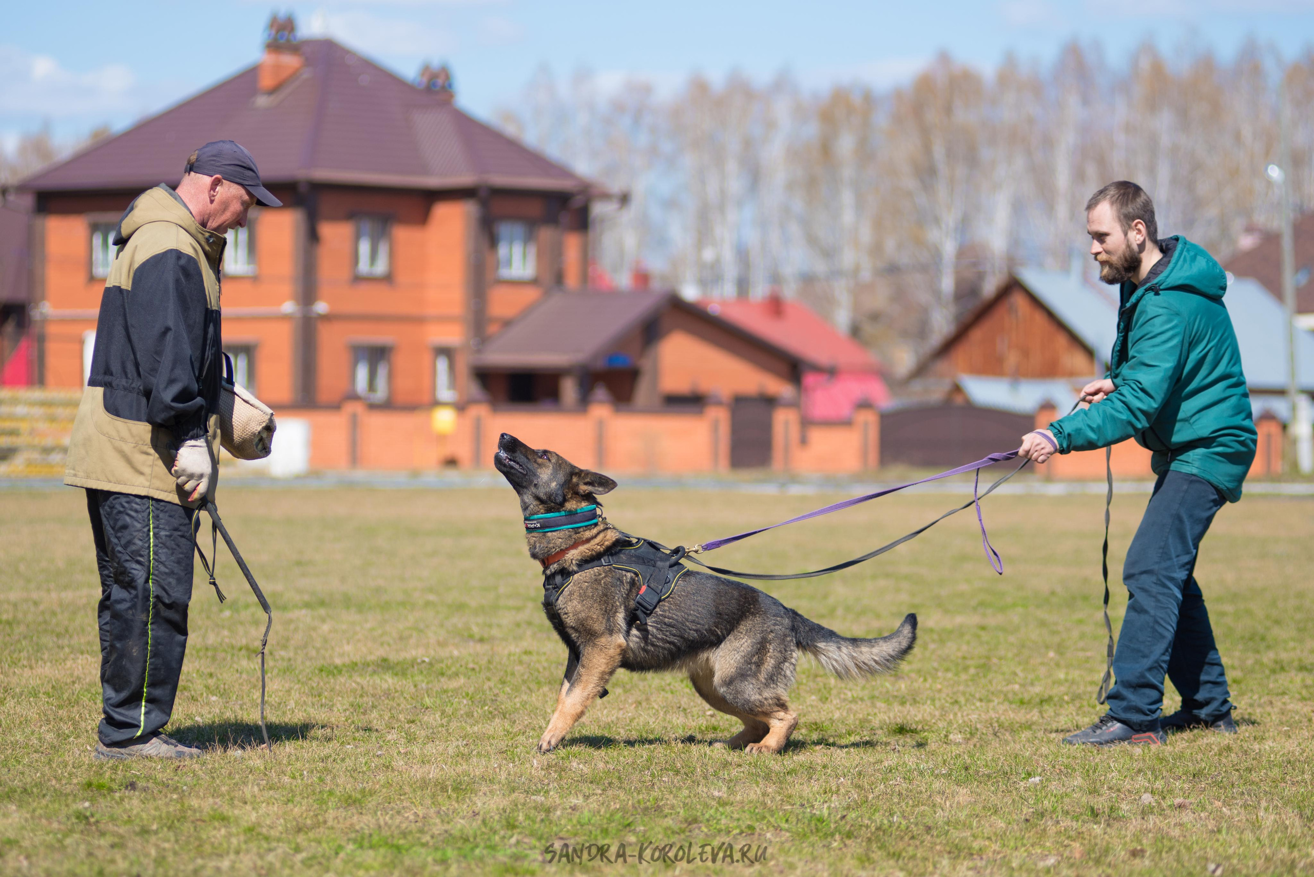 Тренинг с Сергеем Усковым май 2021 г.Тюмень. Дог-фотограф в Тюмени Александра Королева