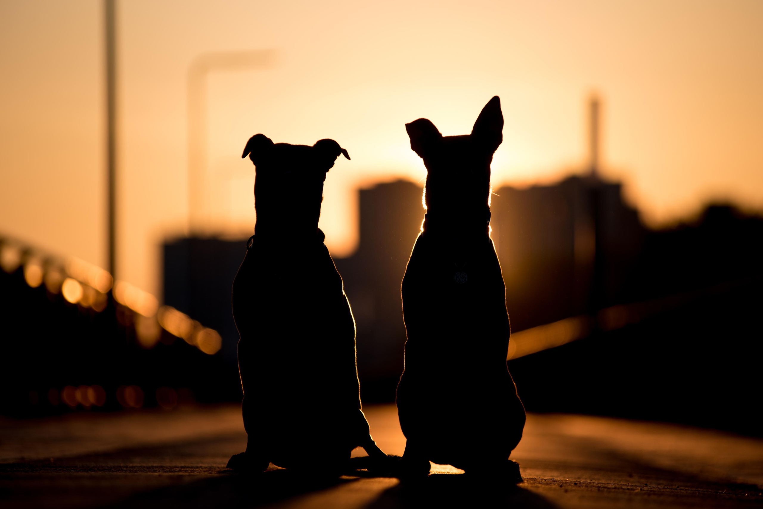 Лиза, Буня и Корж. Весна цветущая. Дог-фотограф в Тюмени Александра Королева
