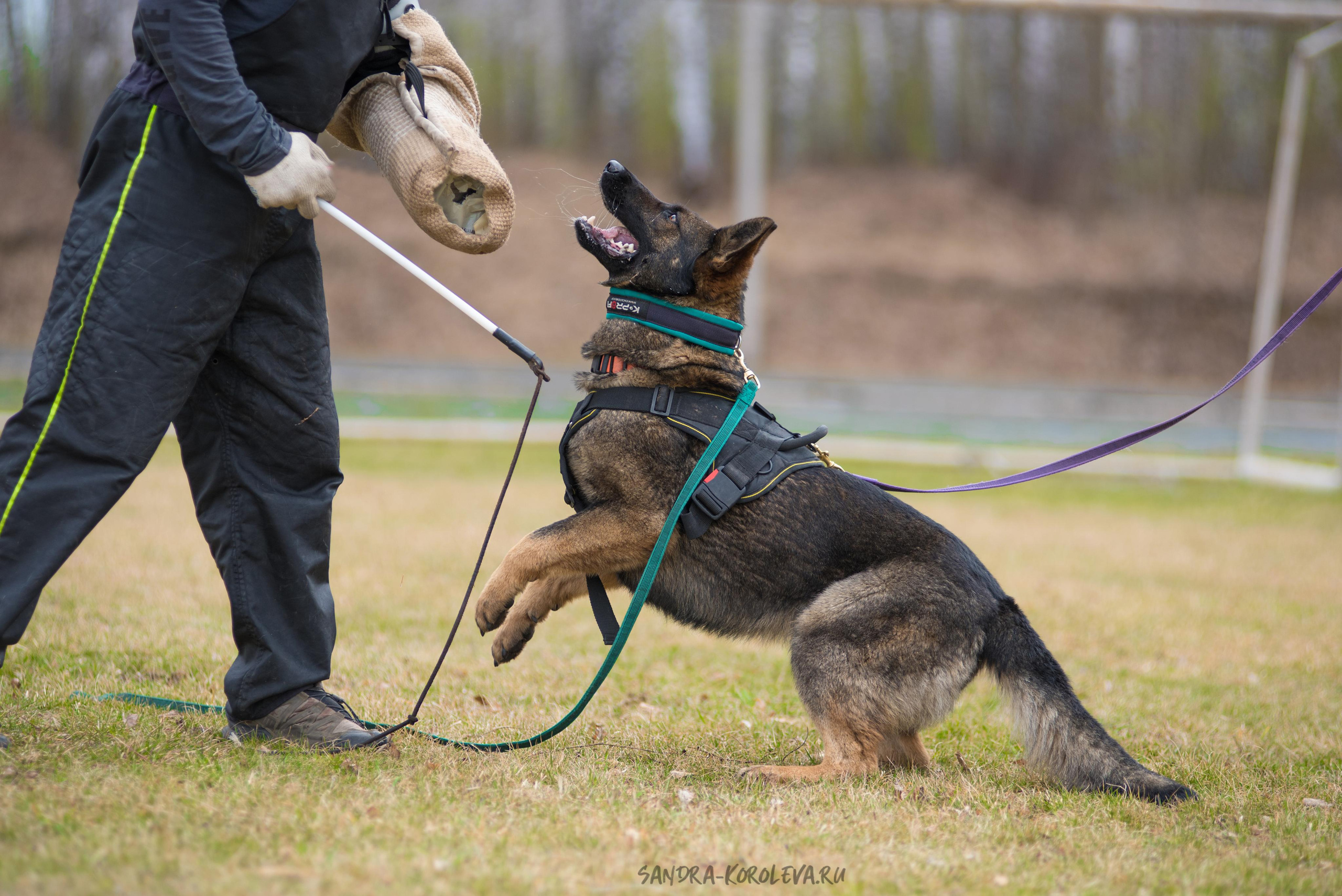 Тренинг с Сергеем Усковым май 2021 г.Тюмень. Дог-фотограф в Тюмени Александра Королева