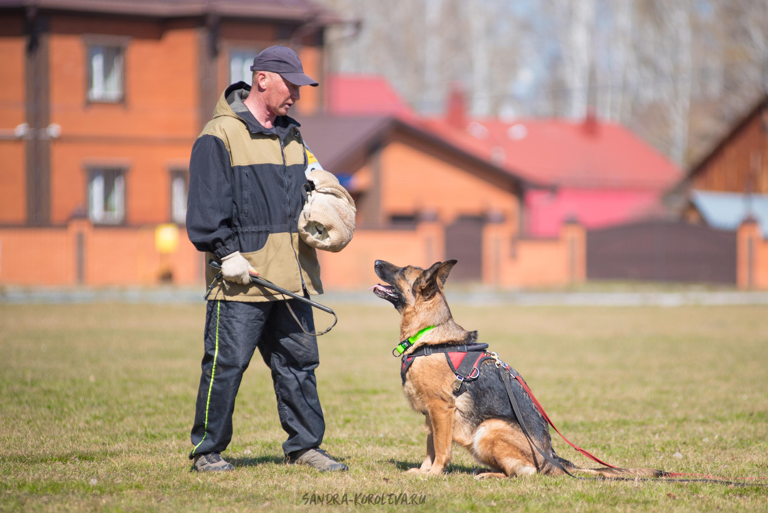 Тренинг с Сергеем Усковым май 2021 г.Тюмень. Дог-фотограф в Тюмени Александра Королева