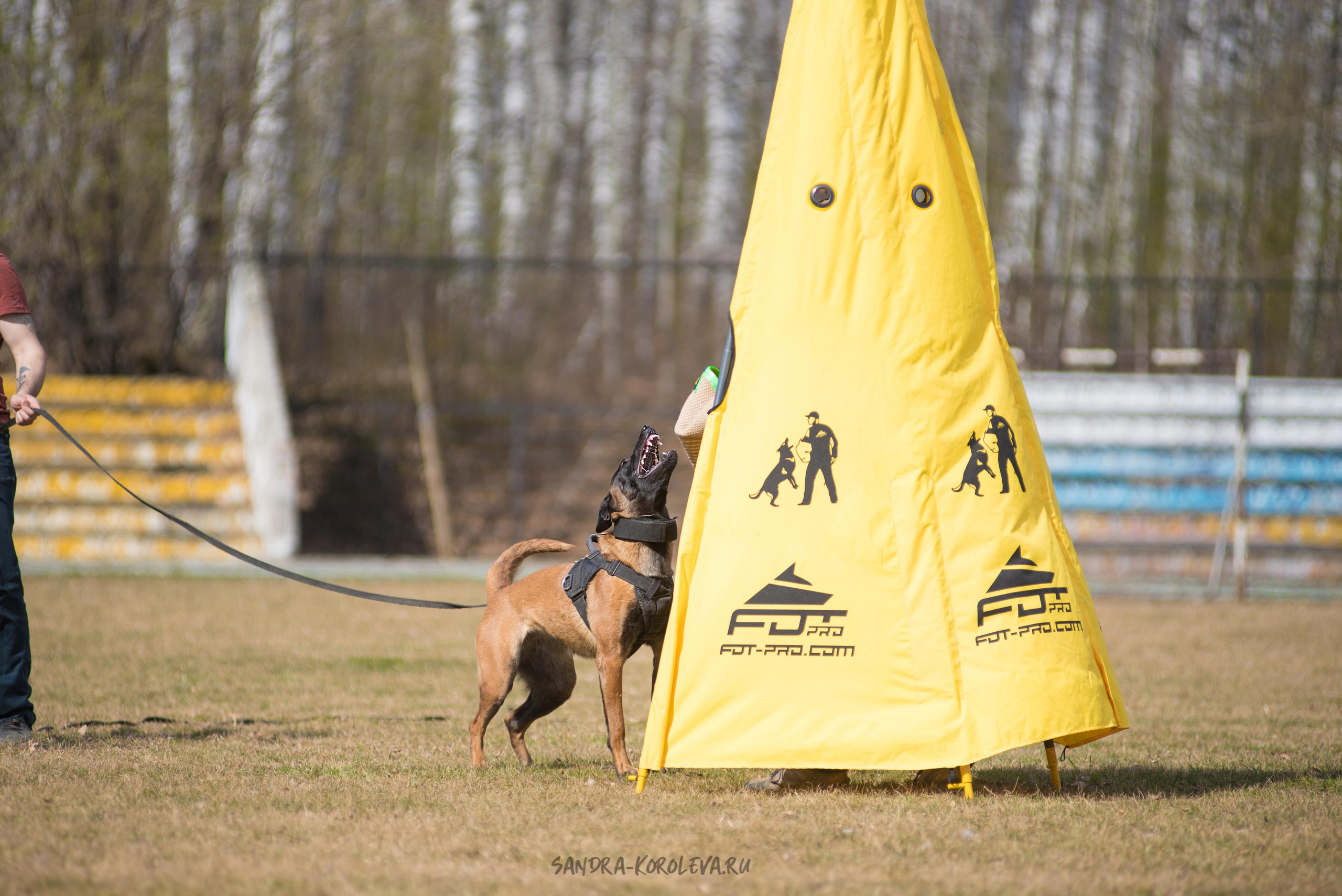 Тренинг с Сергеем Усковым май 2021 г.Тюмень. Дог-фотограф в Тюмени Александра Королева