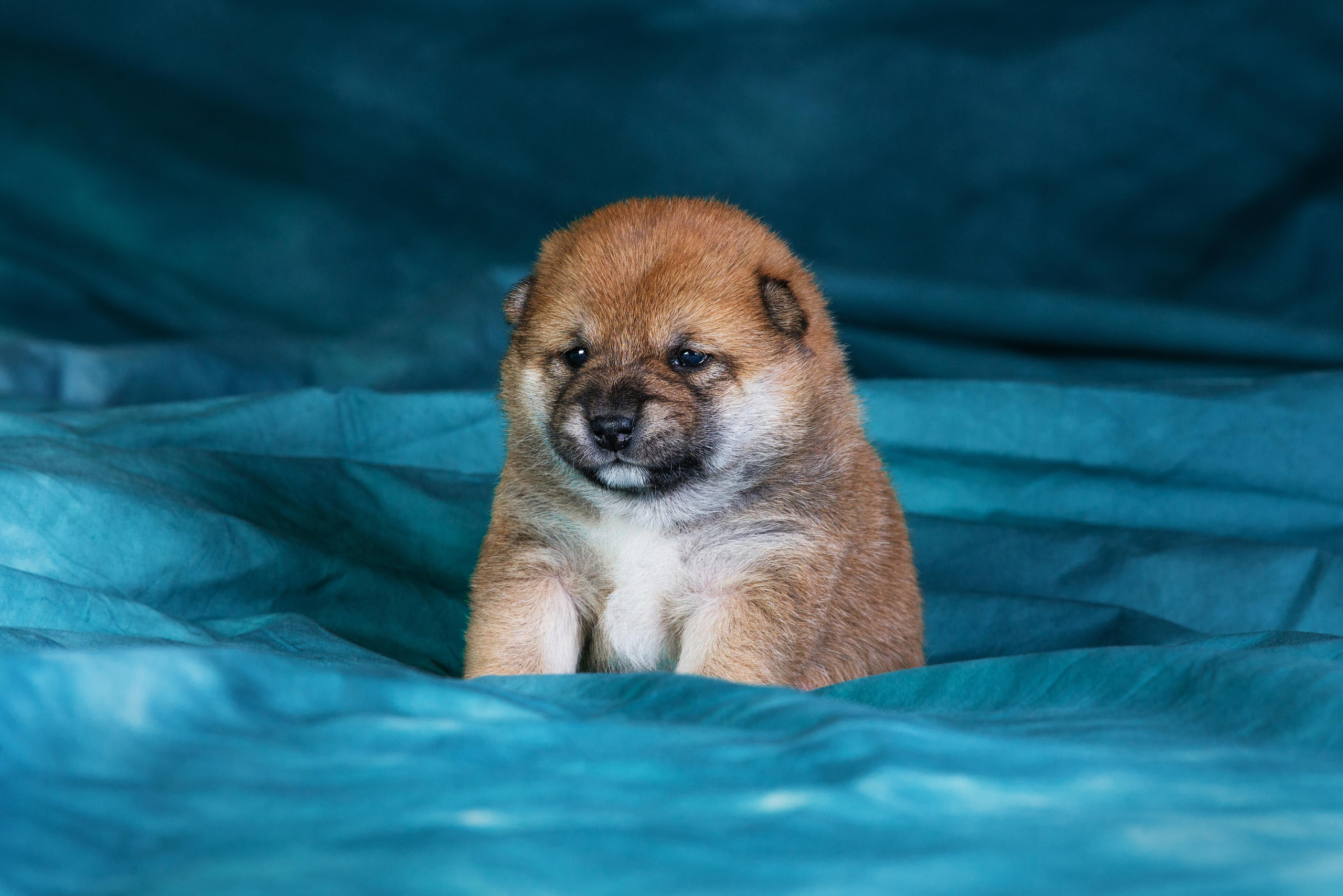 Маленькие сибы <3. Дог-фотограф в Тюмени Александра Королева