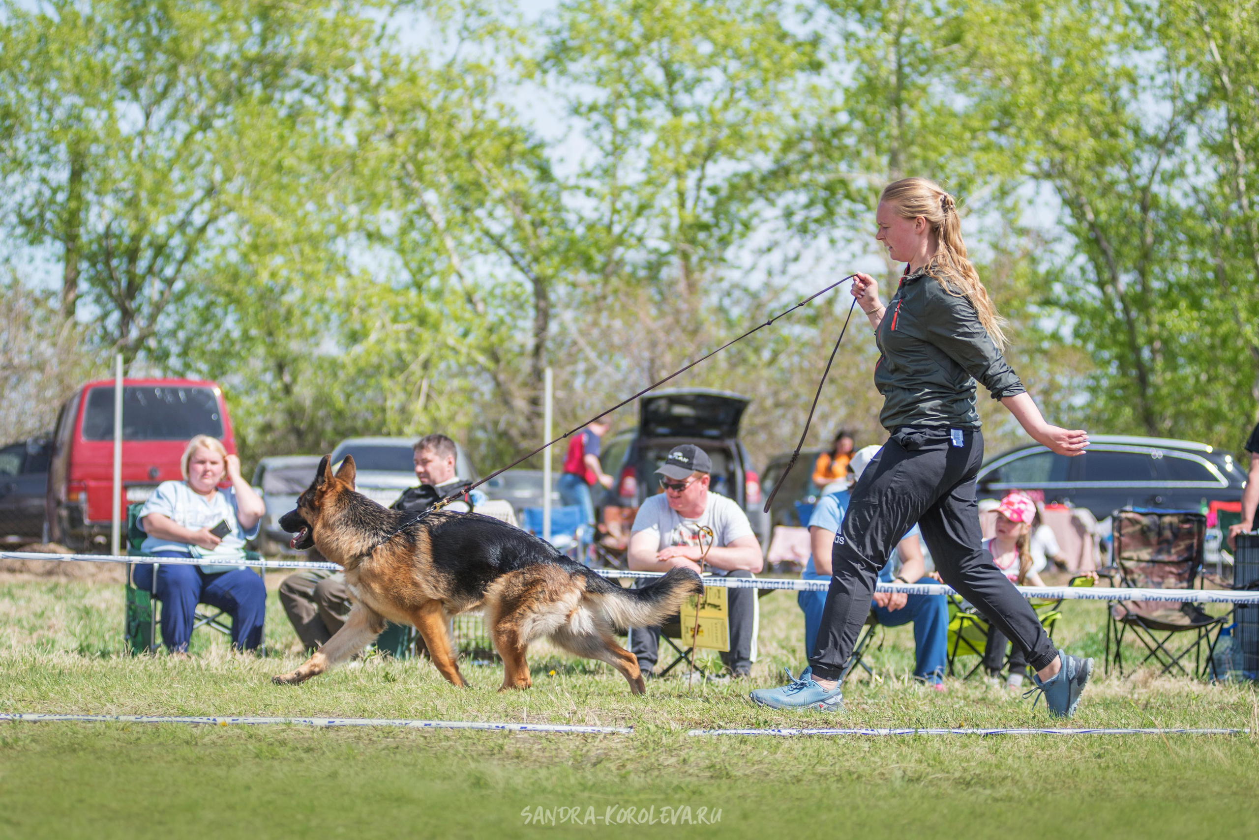 Монопородная выставка немецких овчарок 8 мая г. Челябинск. Дог-фотограф в Тюмени Александра Королева