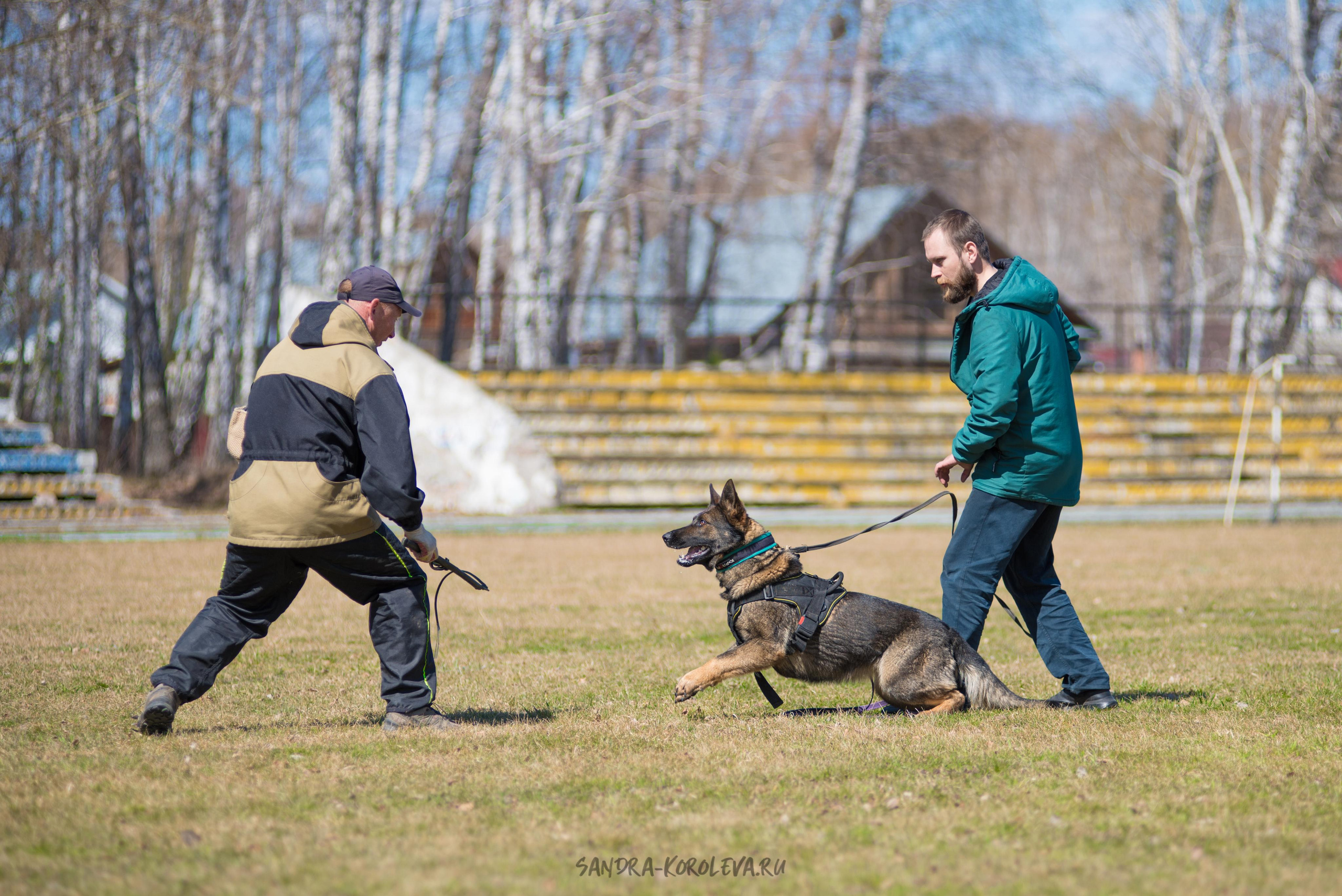 Тренинг с Сергеем Усковым май 2021 г.Тюмень. Дог-фотограф в Тюмени Александра Королева