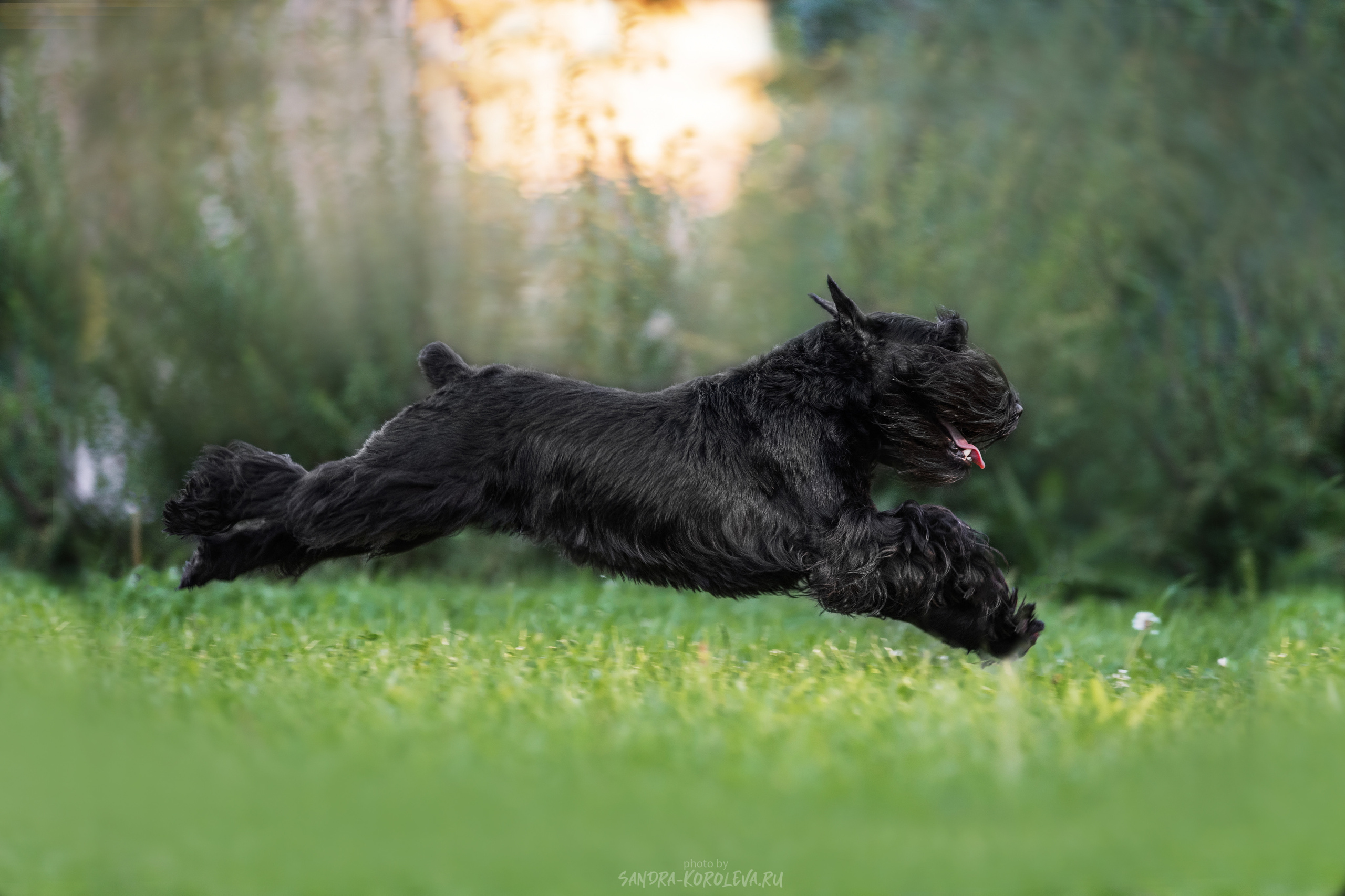 Цвергшнауцер. Дог-фотограф в Тюмени Александра Королева