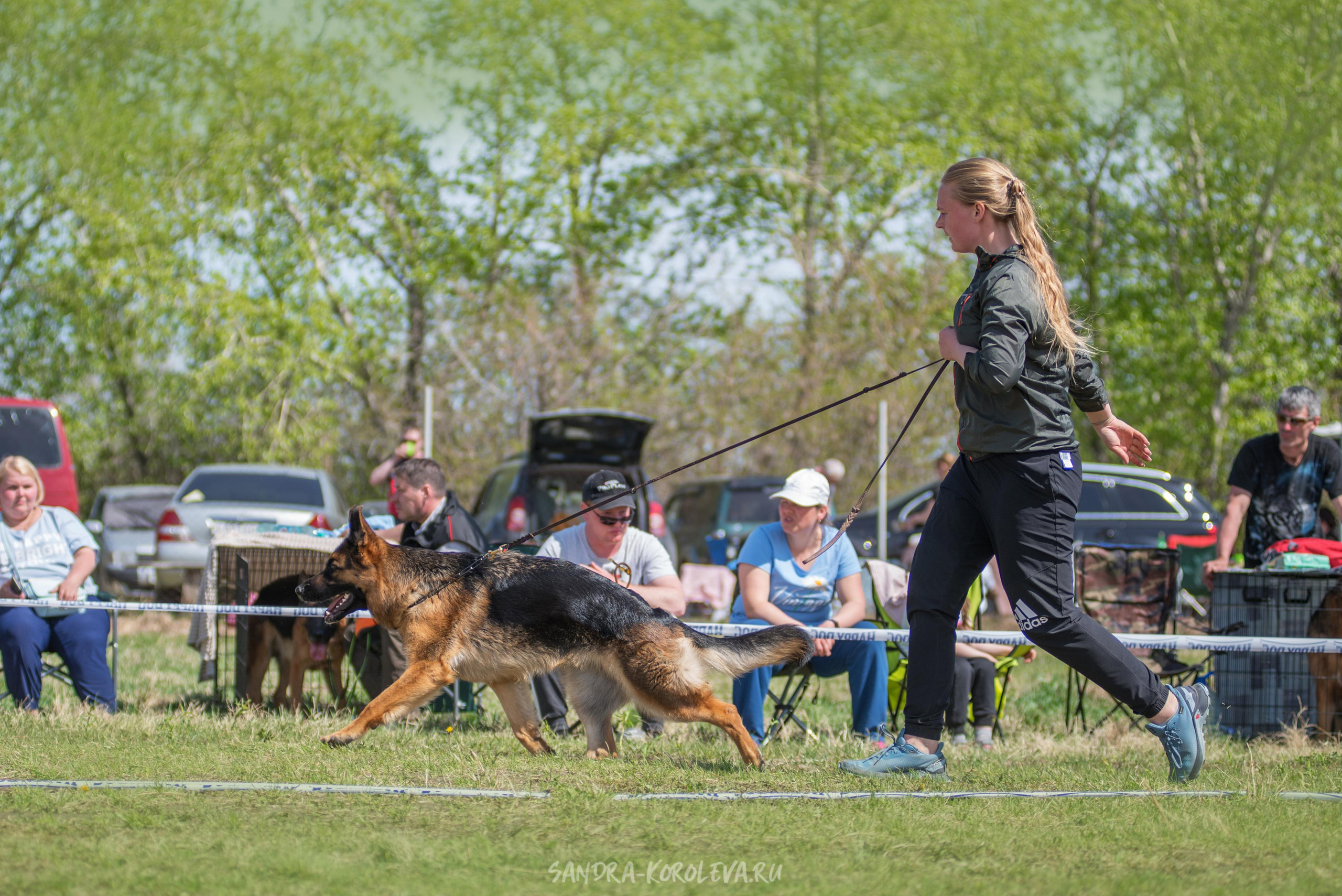 Монопородная выставка немецких овчарок 8 мая г. Челябинск. Дог-фотограф в Тюмени Александра Королева