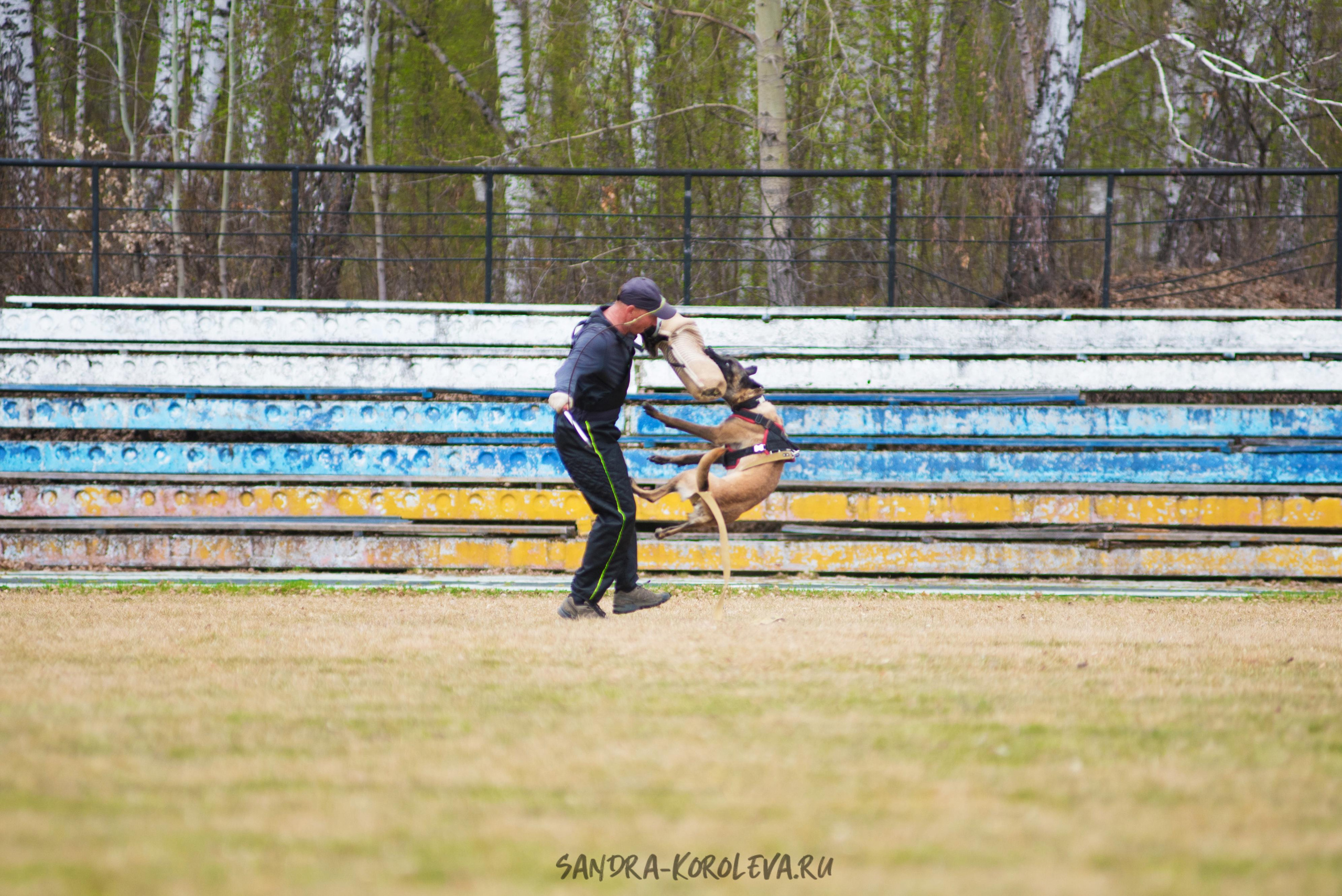 Тренинг с Сергеем Усковым май 2021 г.Тюмень. Дог-фотограф в Тюмени Александра Королева