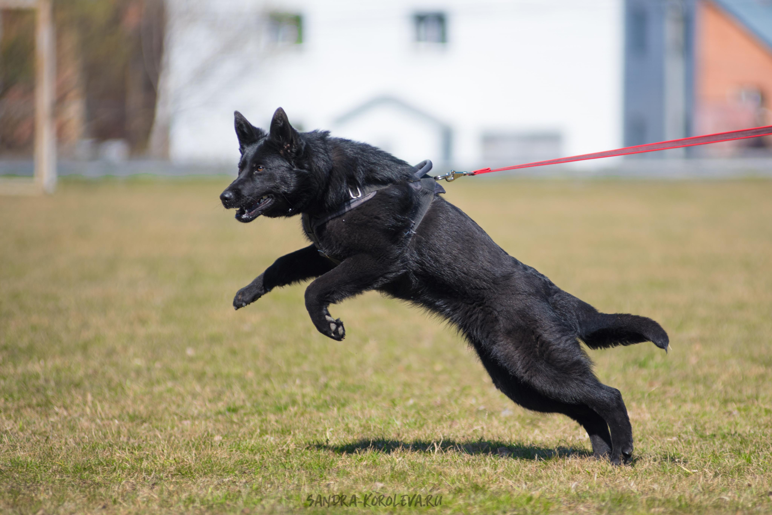Тренинг с Сергеем Усковым май 2021 г.Тюмень. Дог-фотограф в Тюмени Александра Королева