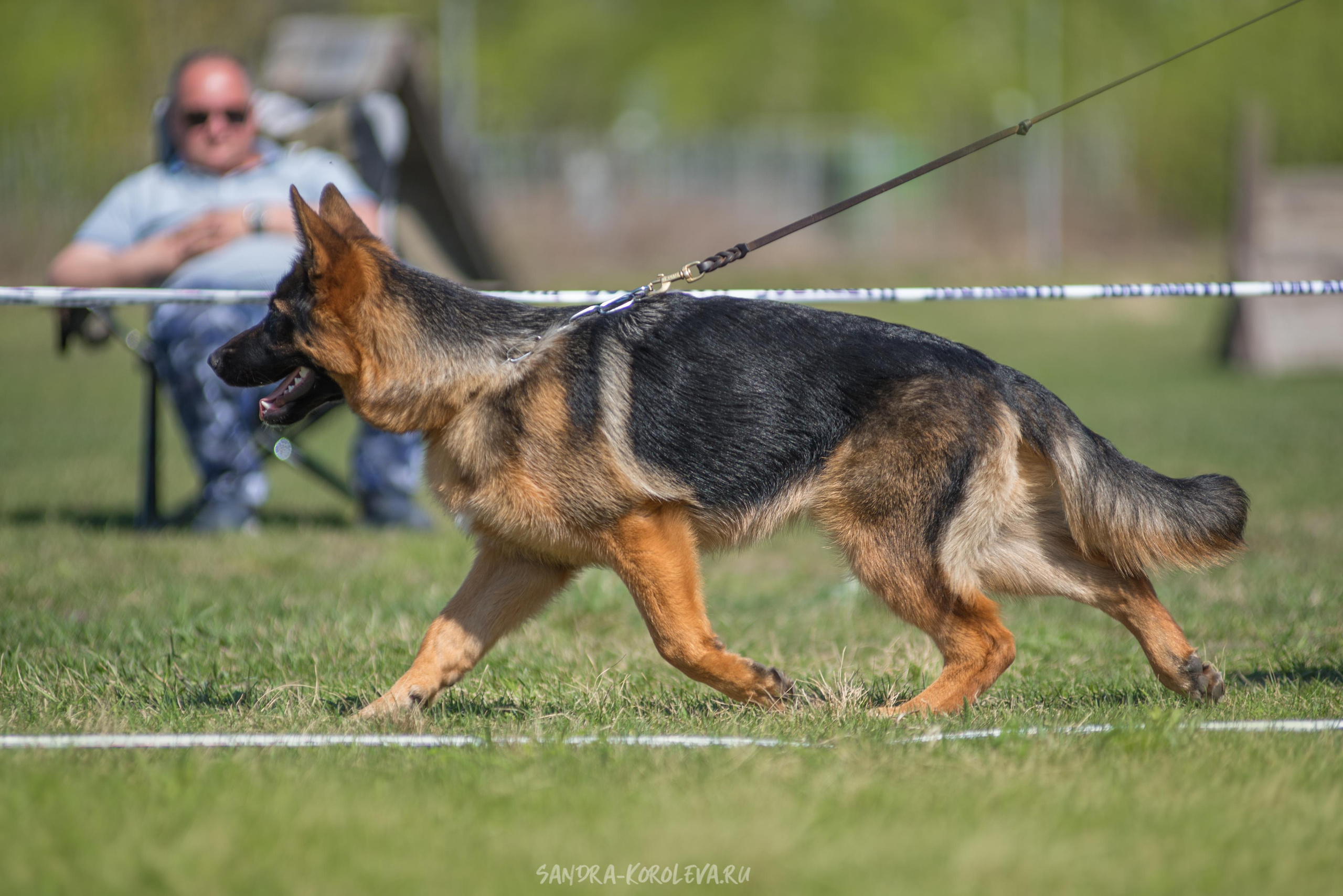 Монопородная выставка немецких овчарок 8 мая г. Челябинск. Дог-фотограф в Тюмени Александра Королева
